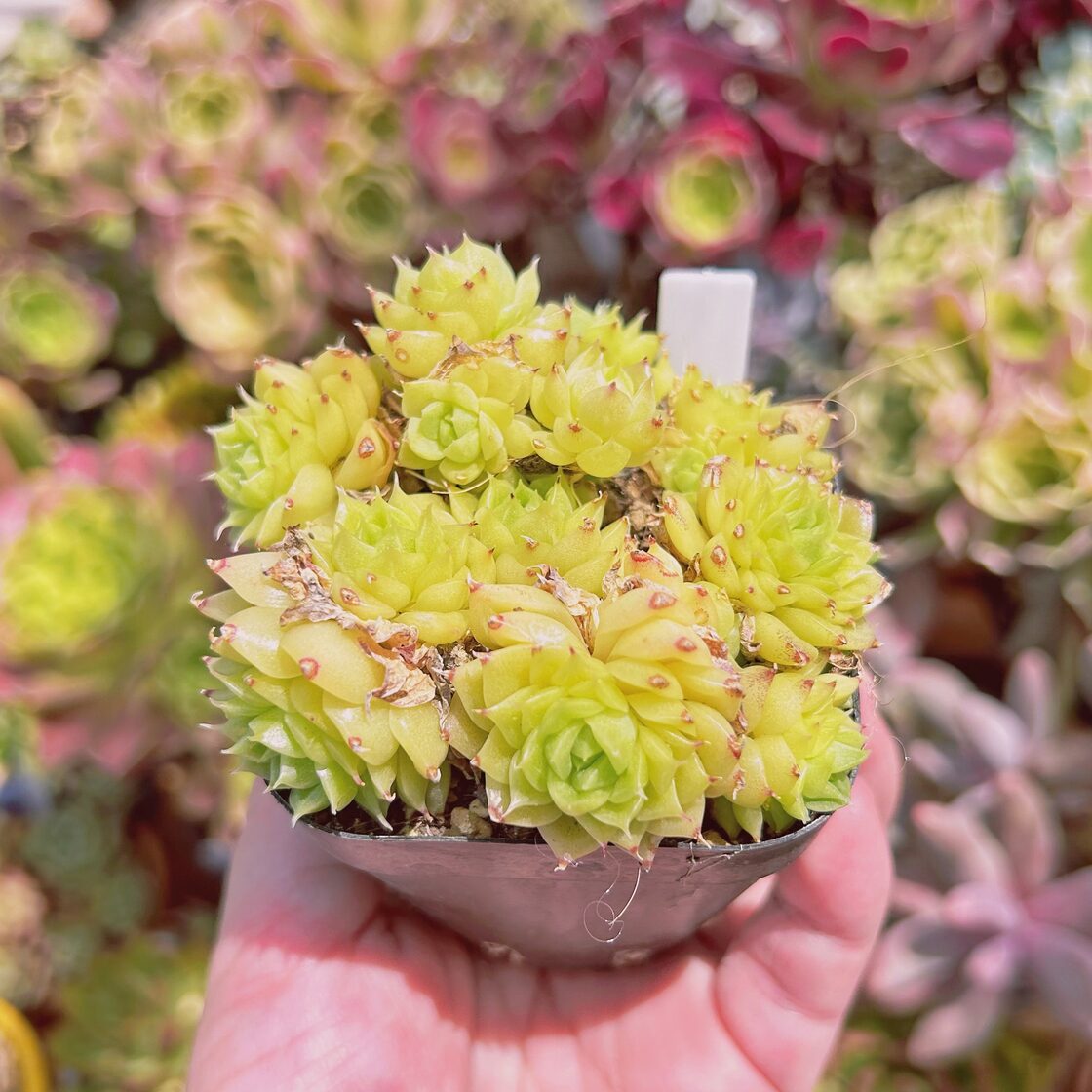 2199現物 多肉植物 ミスティ 抜き苗 | Pay ID