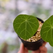 Stephania kaweesakii / ステファニア カウィーサキー⑥ / 観葉植物