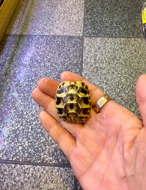 ヒガシヘルマンリクガメ・アルバニア血統（国内CB）