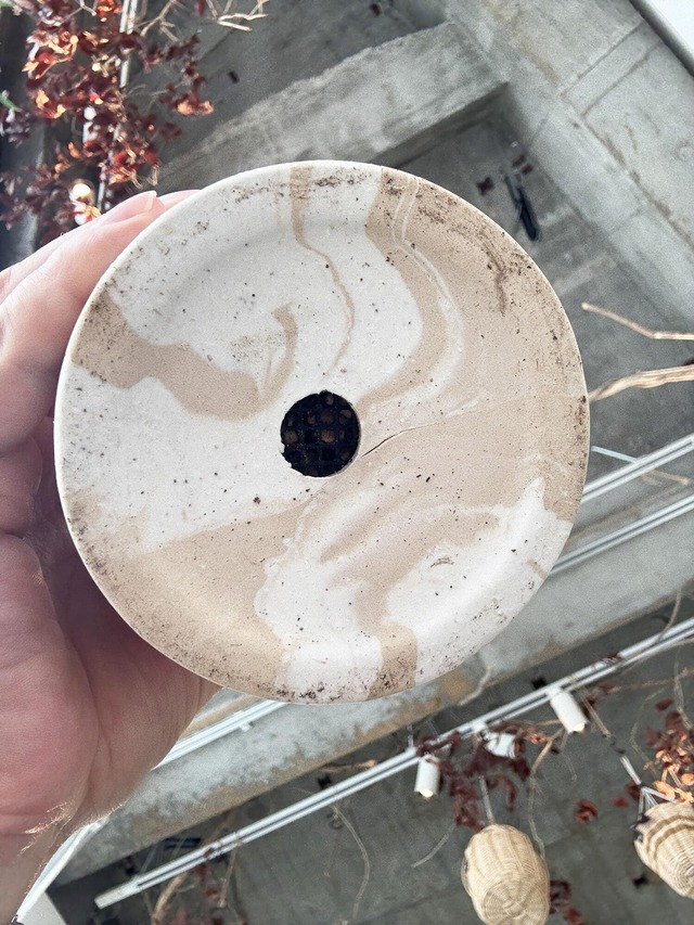 サンスベリア・バキュラリス