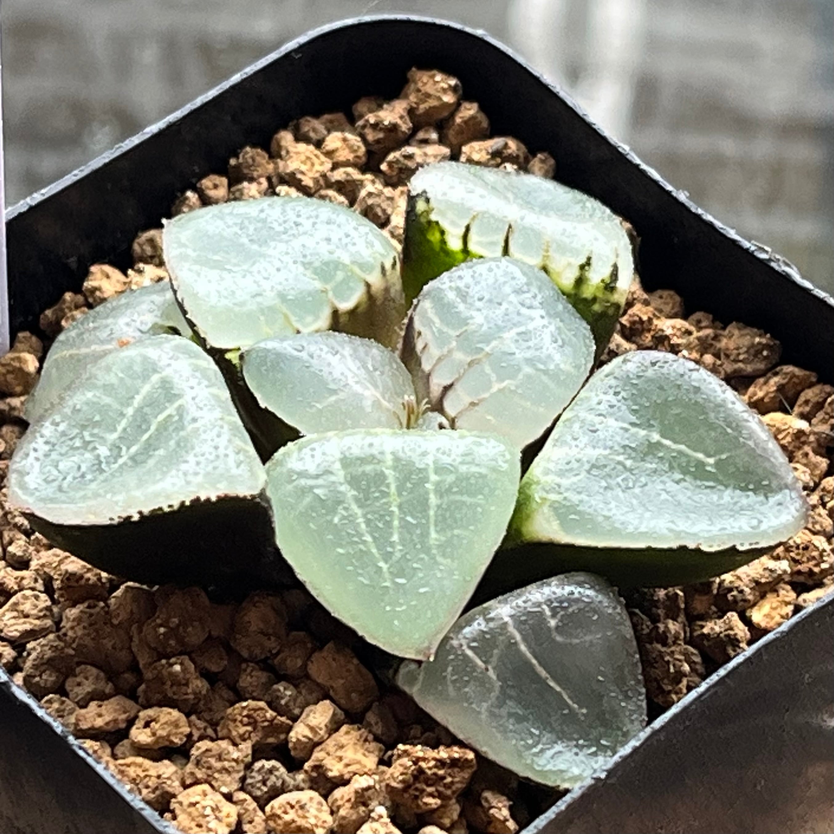 ハオルチア カンタロープアイランド | mocono_plants