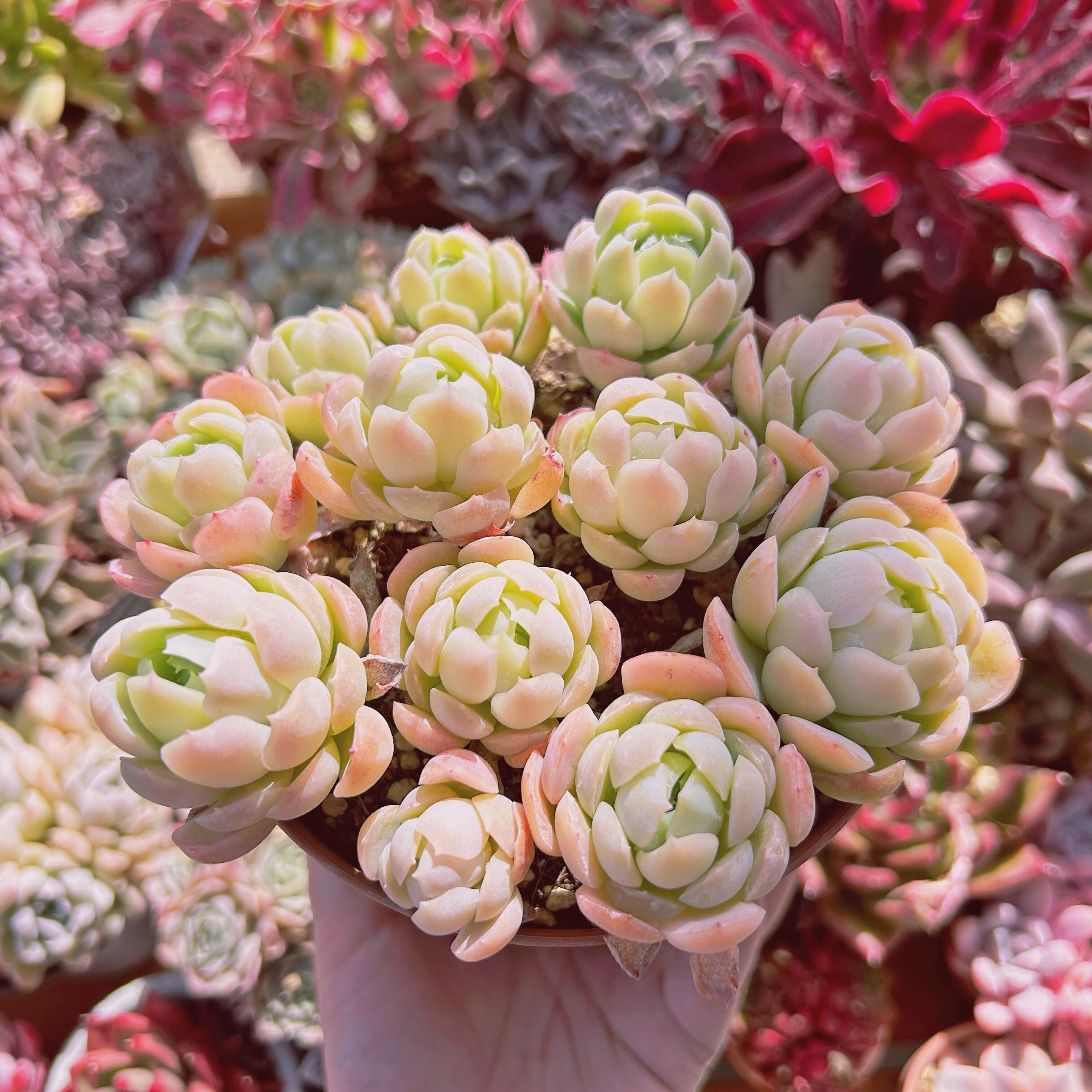 274現物 多肉植物 クリームベリー 特大 抜き苗 | るる農園~多肉植物専門