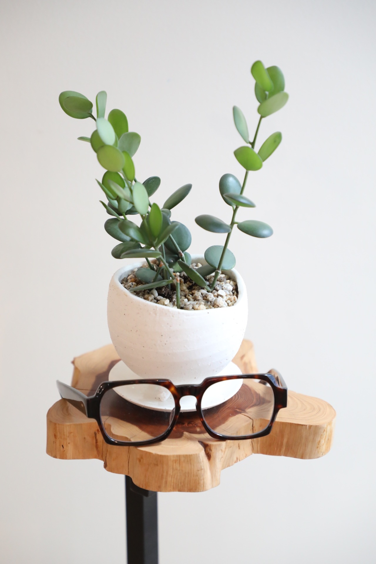 【S】グリーンドラム / Xerosicyos danguyi  ※陶器鉢付き