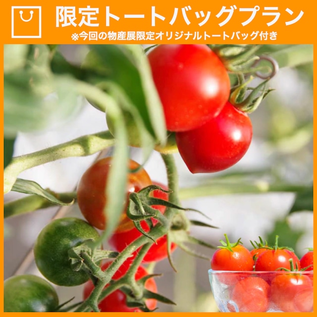 【特典つき】壱岐の潮風トマト 1.5kg箱