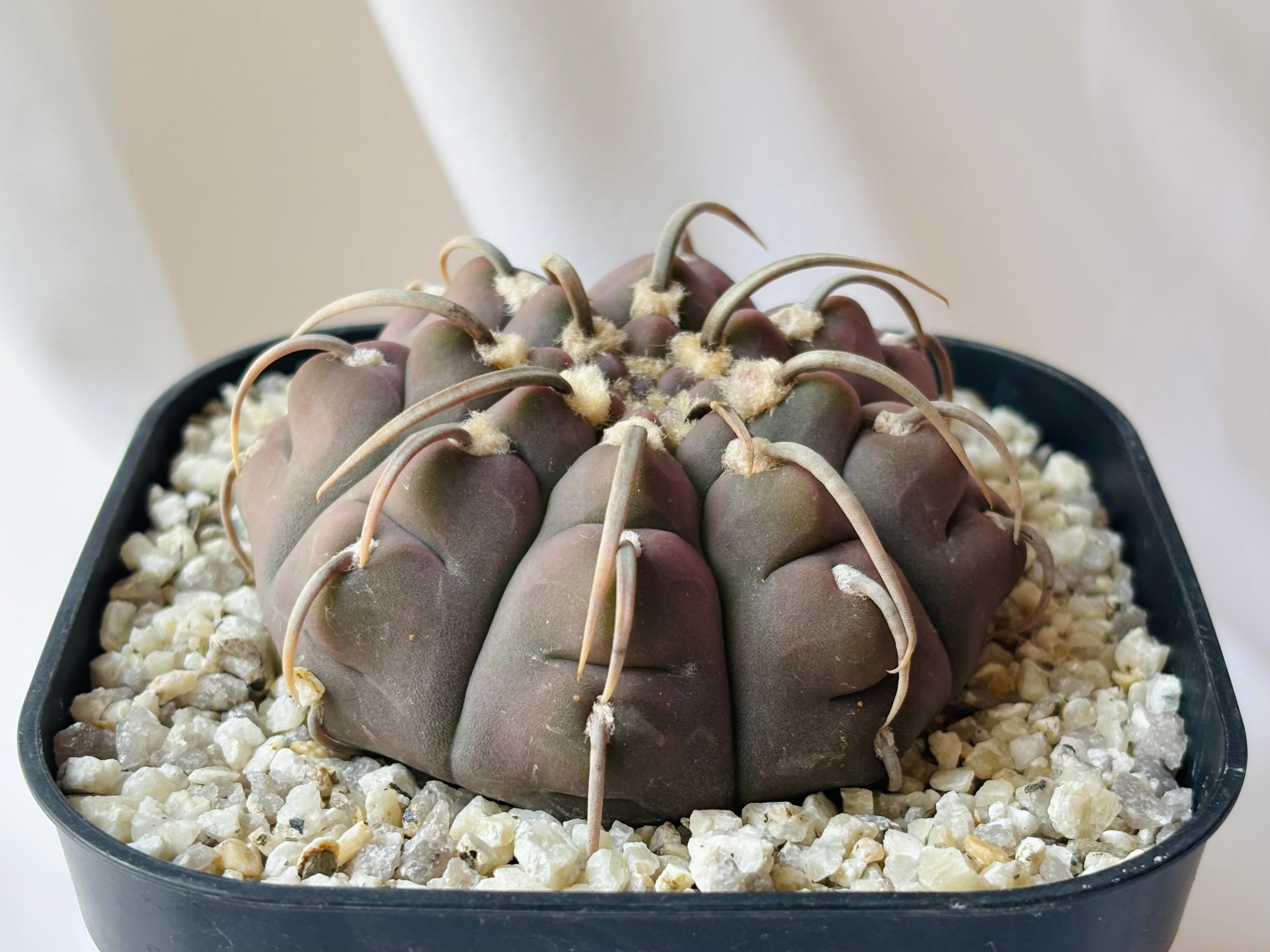 Gymnocalycium ギムノカリキュウム | plants MARU ーサボテン・多肉