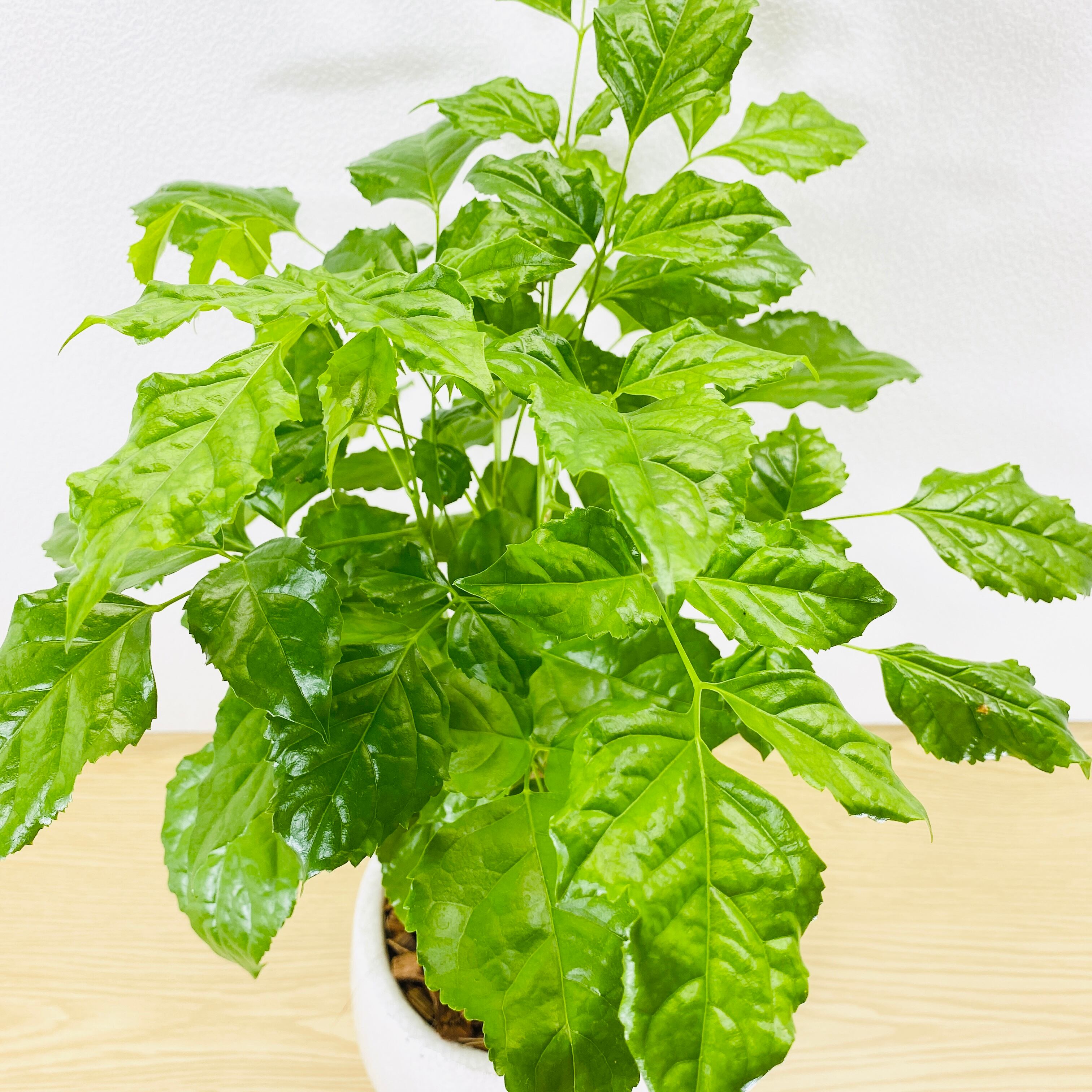 ヘテロパナックス 観葉植物 1点もの Herbree 観葉植物の通販