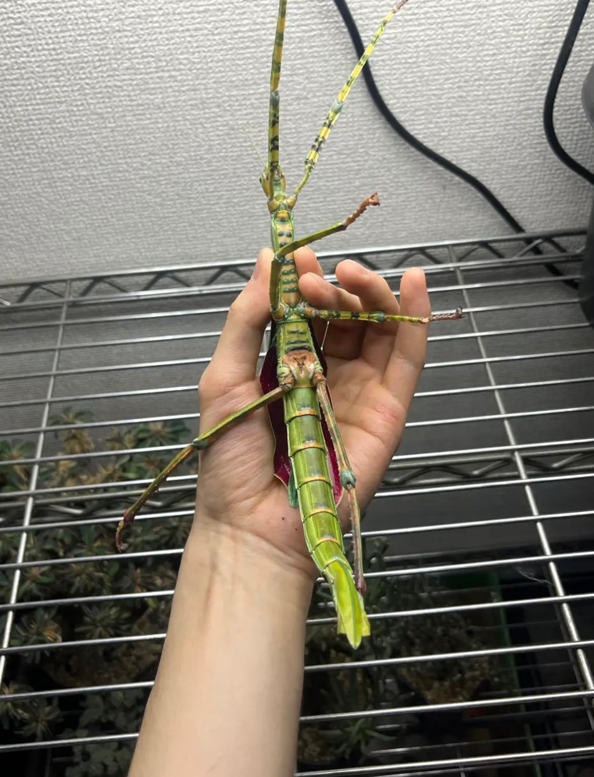 210mm】ゴライアスオオトビナナフシ 陸のザリガニ歩くソーセージ
