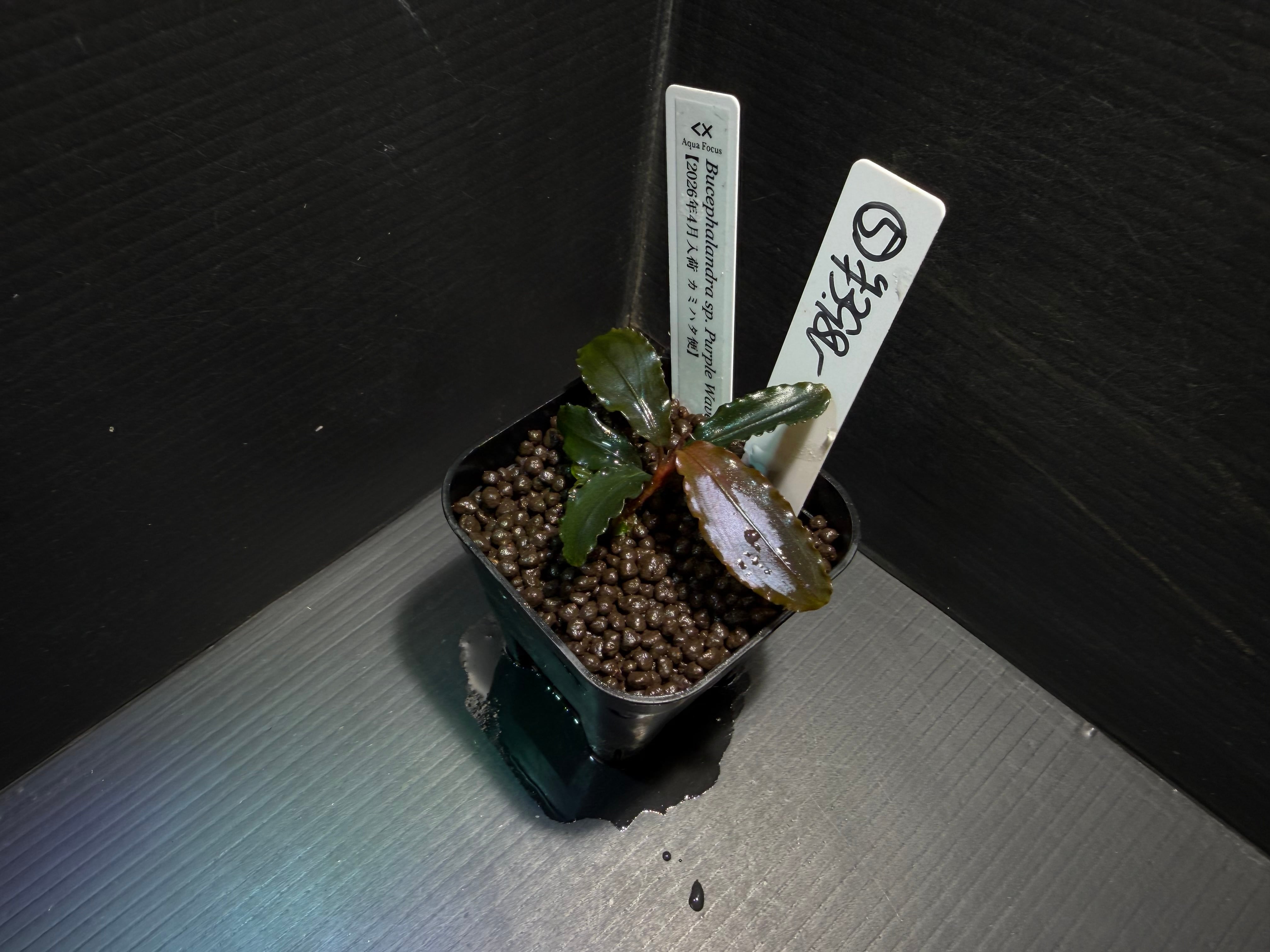 水草・観葉植物 | AquaFocus