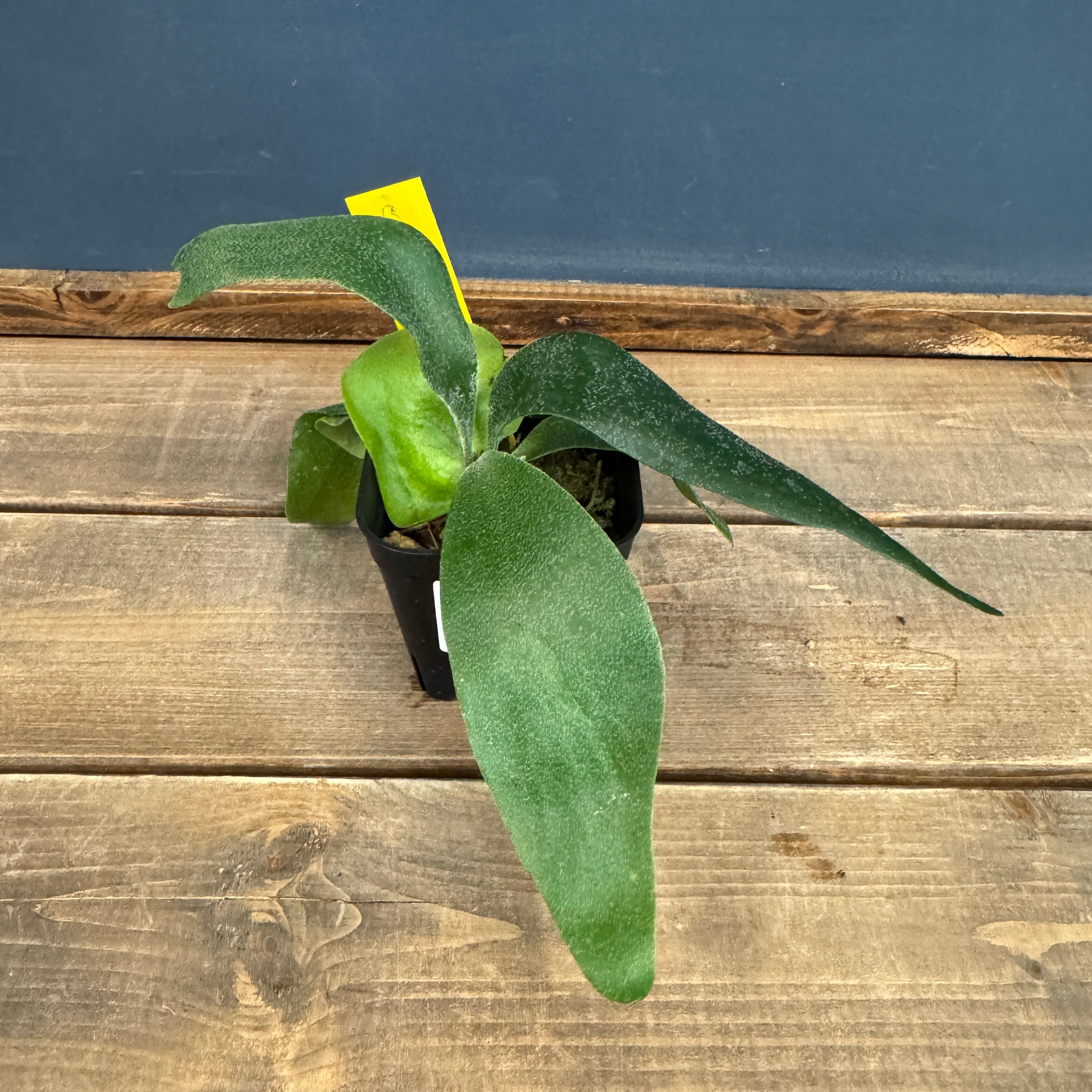 ビカクシダ | PROTOLEAF プロトリーフ