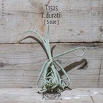 【送料無料】ドゥラティ S〔エアプランツ〕現品発送T1525