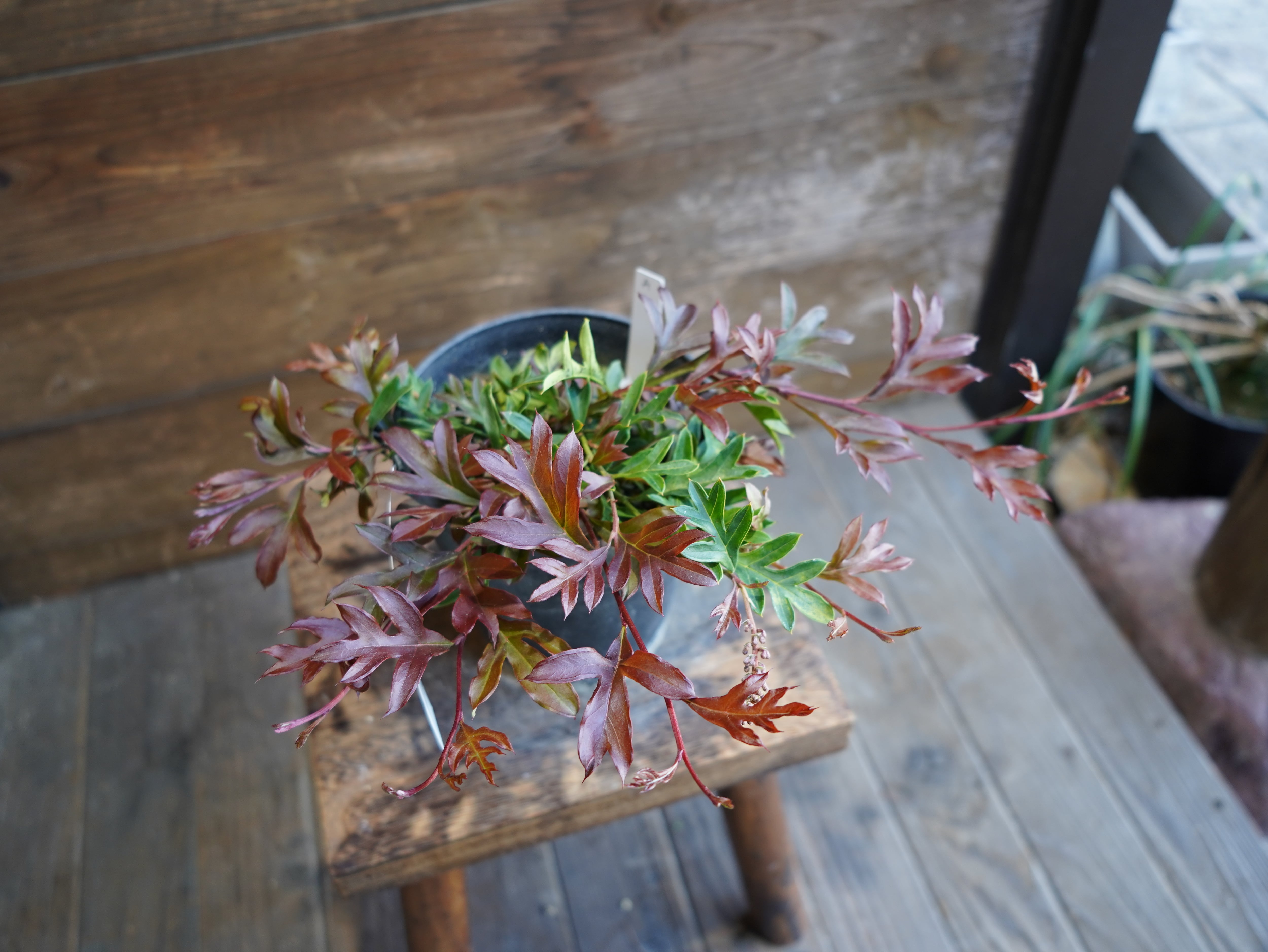 【現物】グレビレア　"ガウディチャウディ"　A