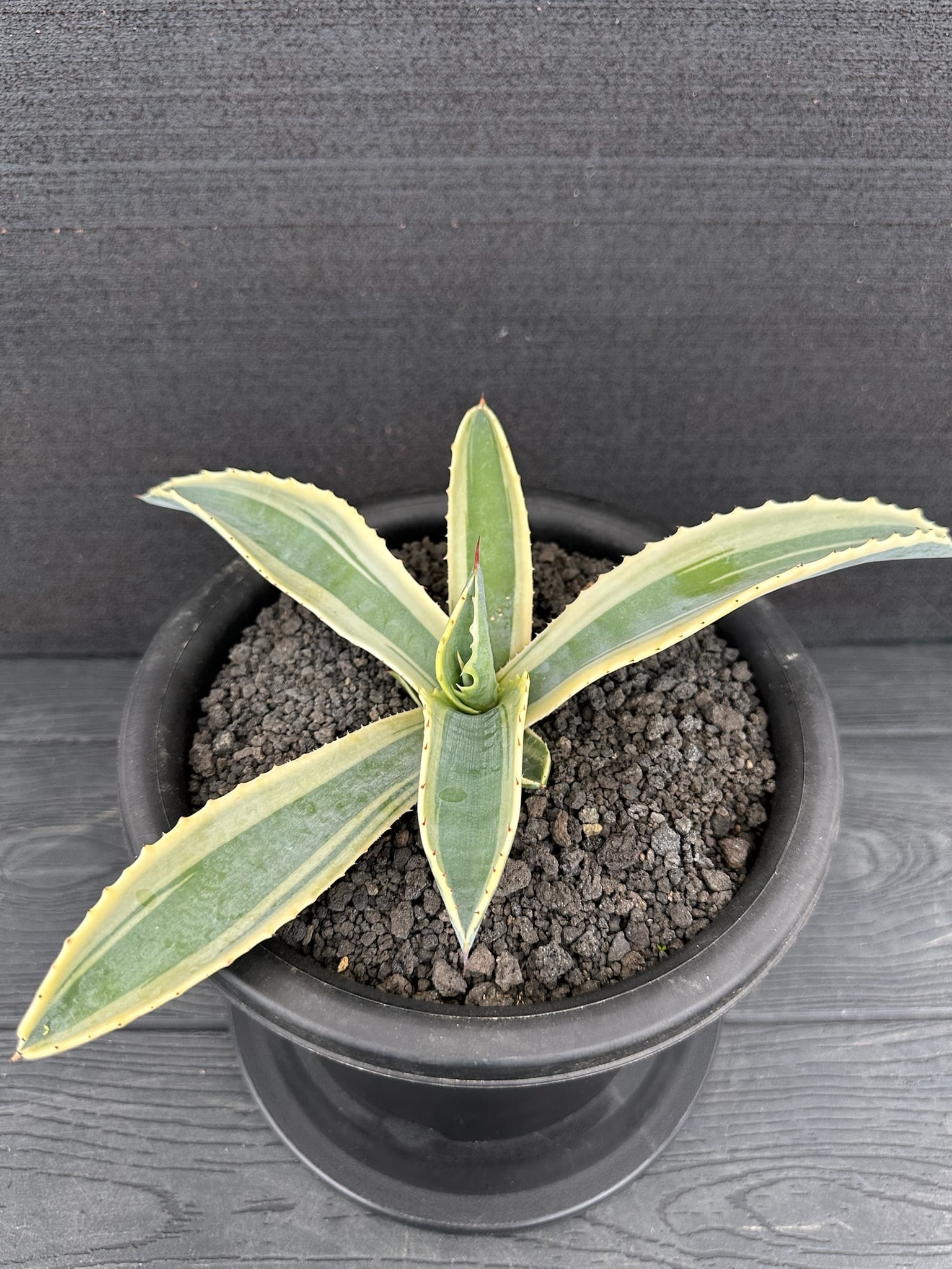 305 アガベ サルミアナ フェロックス ”リップル エフェクト” Agave