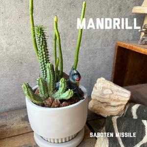 Mandrill マンドリル
