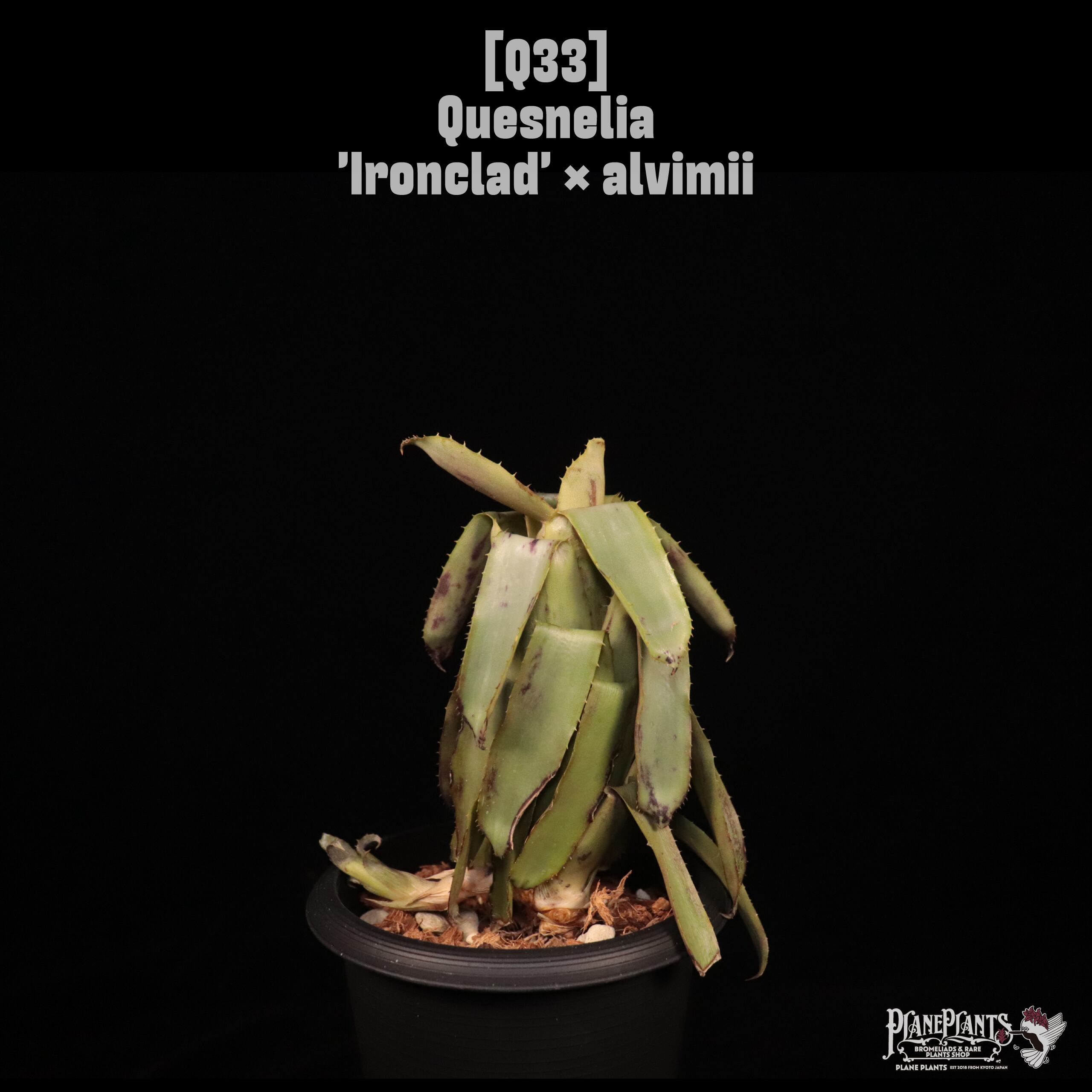 Quesnelia | plane plants