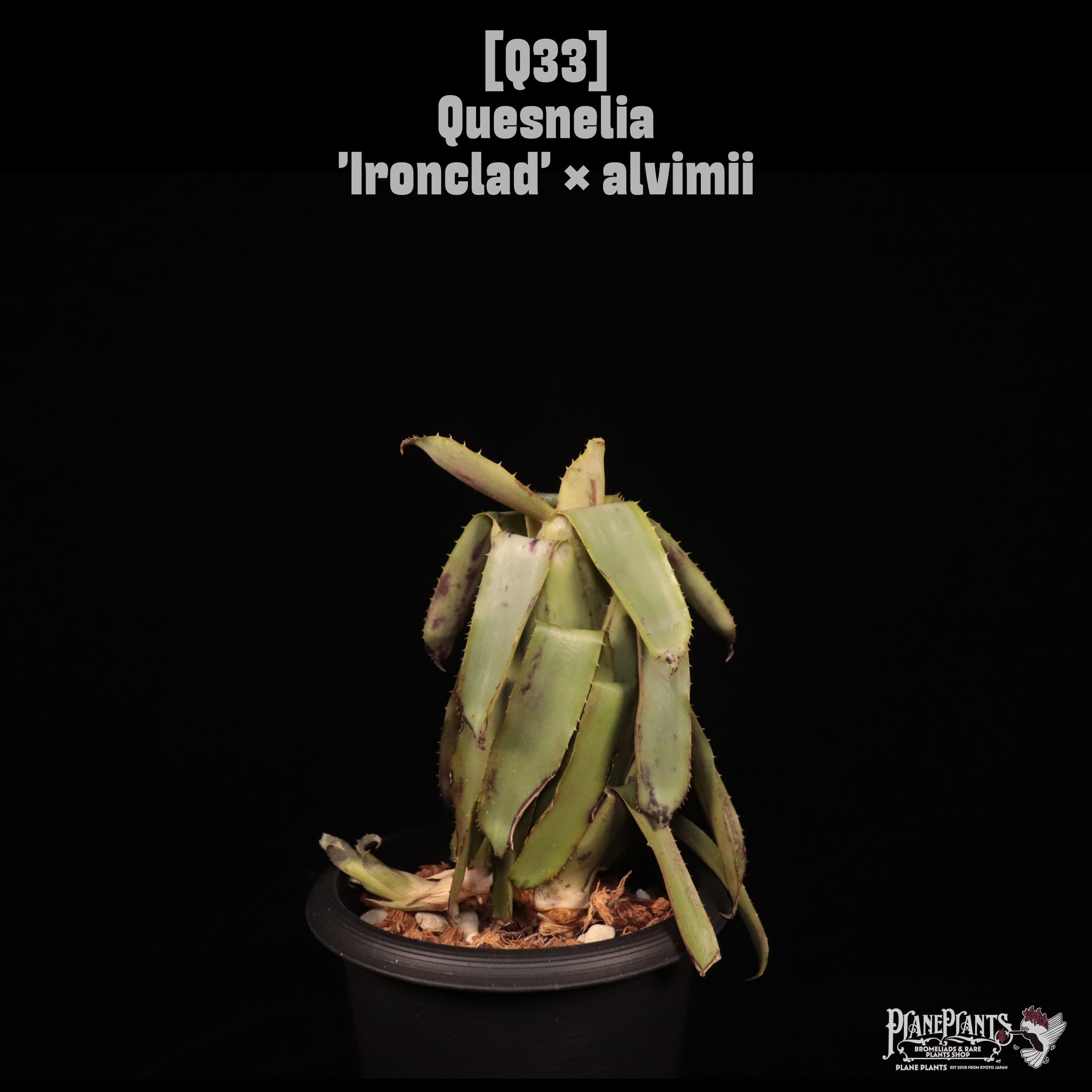 【送料無料】Quesnelia 'Ironclad' × alvimii〔ネオメア〕現品発送Q33