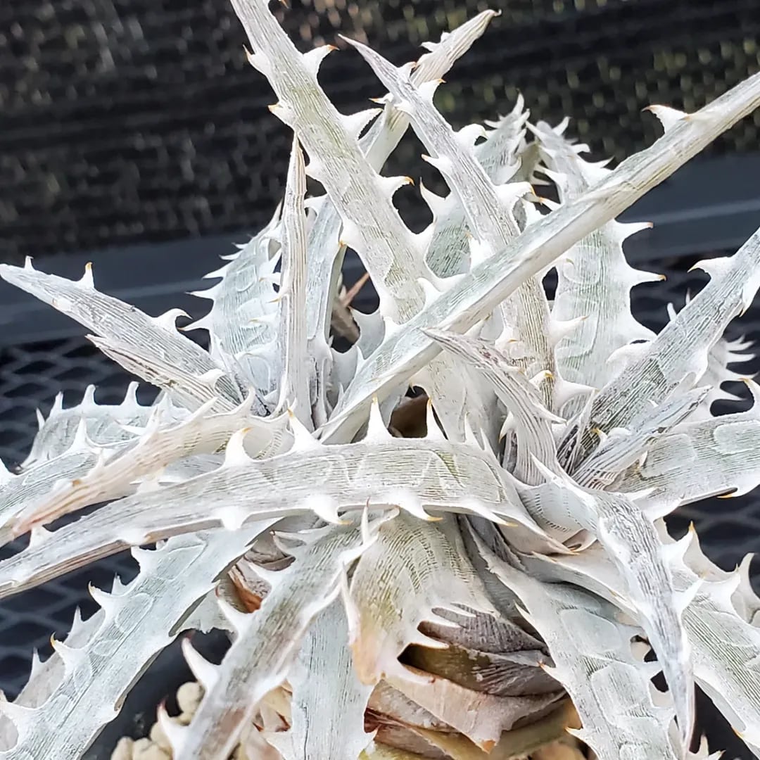 F00485_Dyckia goehringii (Original Clone)分頭株：ディッキア