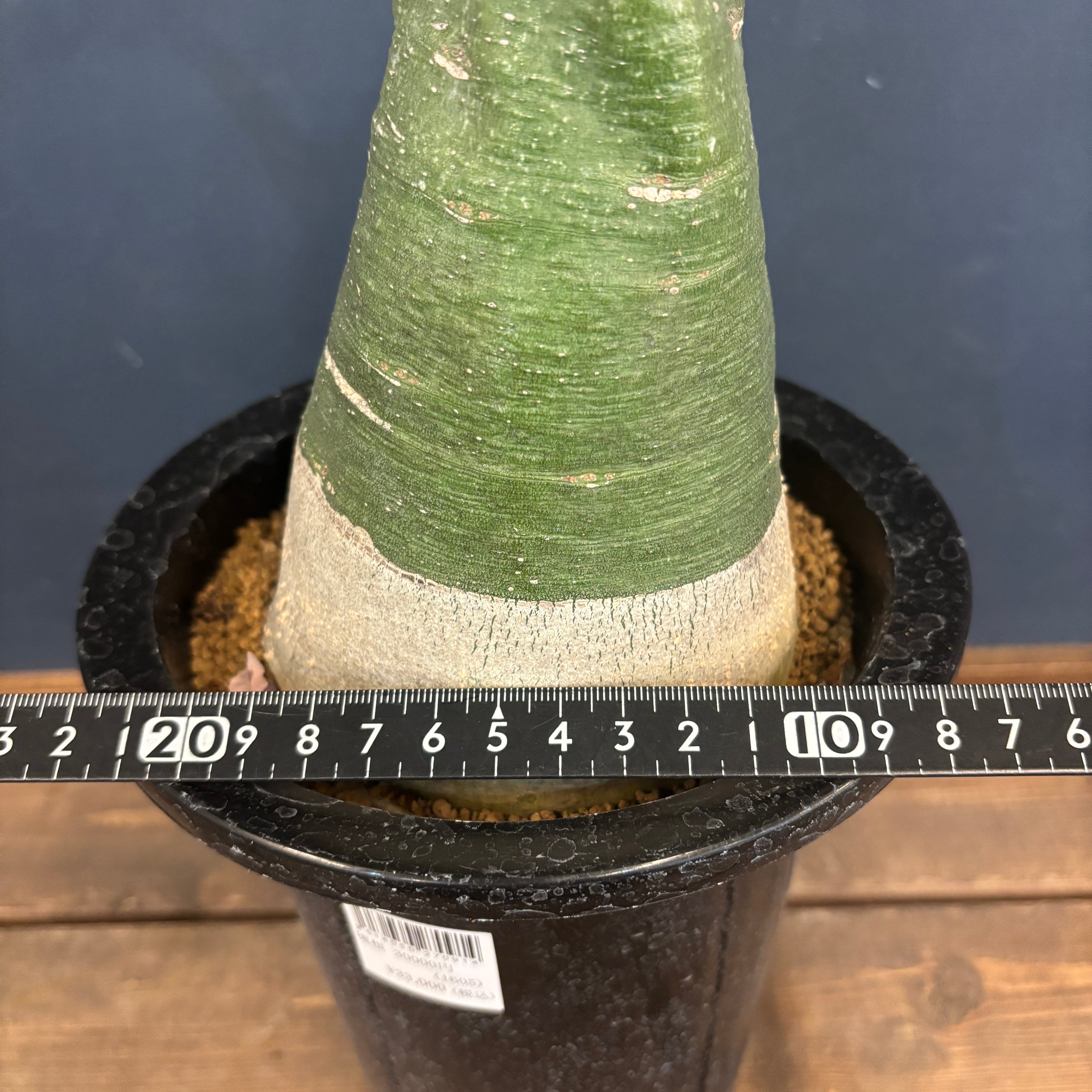 アデニア グラウカ【850】 | PROTOLEAF プロトリーフ