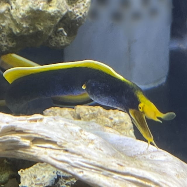 【海水魚:生体】混泳向き！ハナヒゲウツボ(リボンイール) 希少 feaa3a74fb7e3b2d8da490552ac0f3