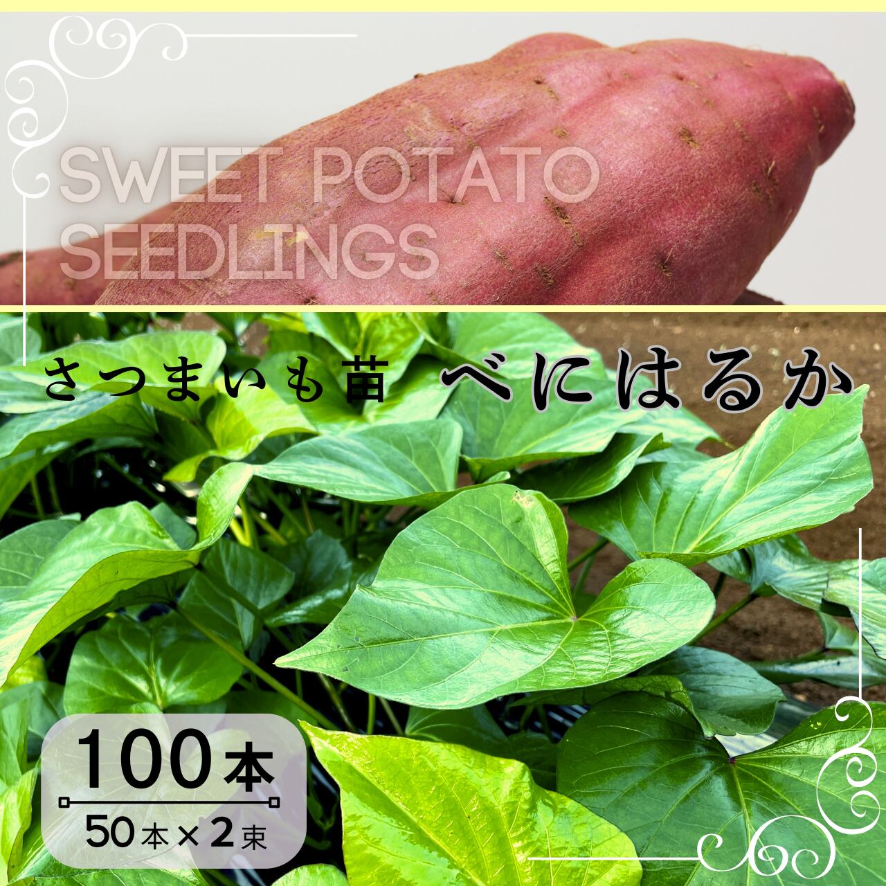 紅はるか苗 300本 ⁄ 5月5日発送 ⁄ 発送日相談可 ⁄ べに