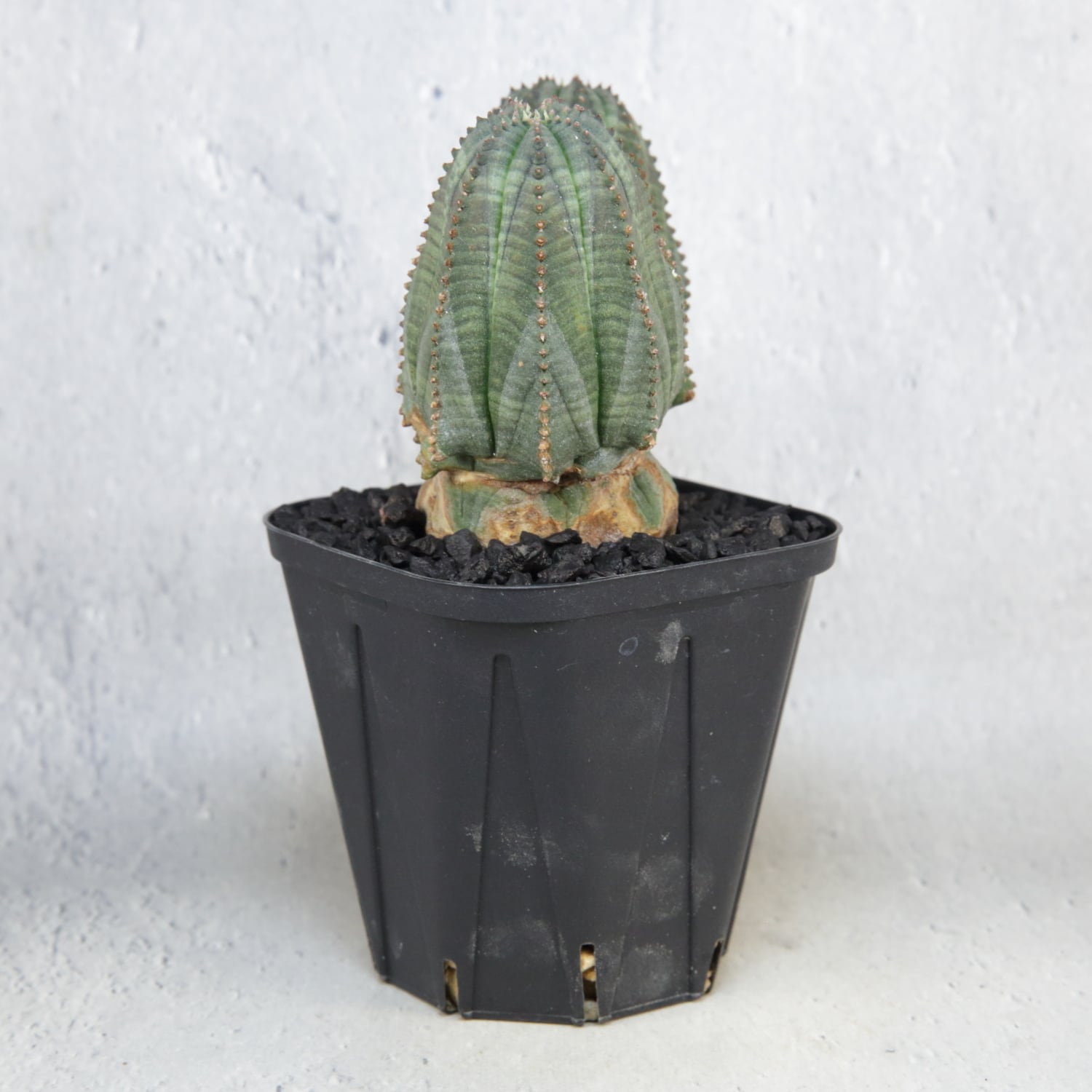 ダブルヘッド 2頭 巨大 ユーフォルビア オベサ Euphorbia obesa 大株 最大幅約8.1cm 円扇石化 二頭 ダブルヘッド オベサ