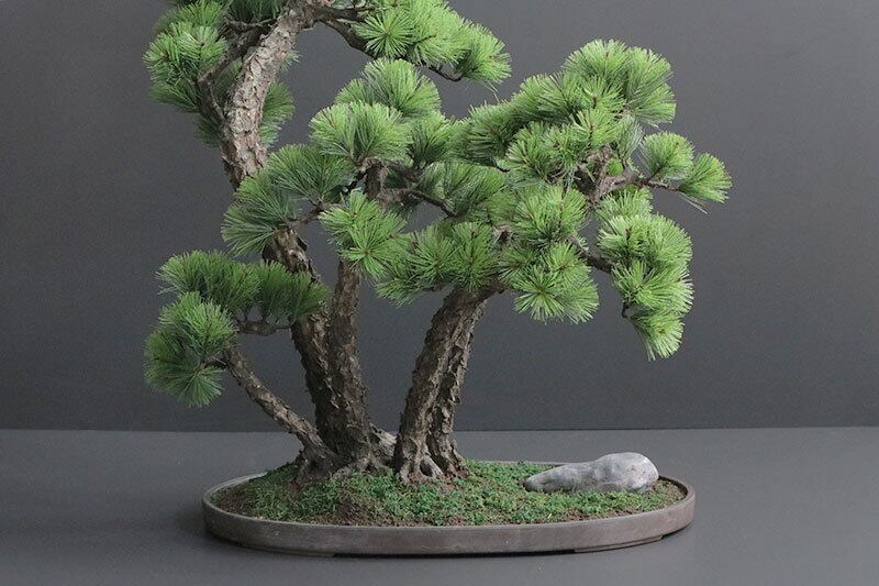 盆栽 松 Pinetree Bonsai #156 | Oh! BONSAI