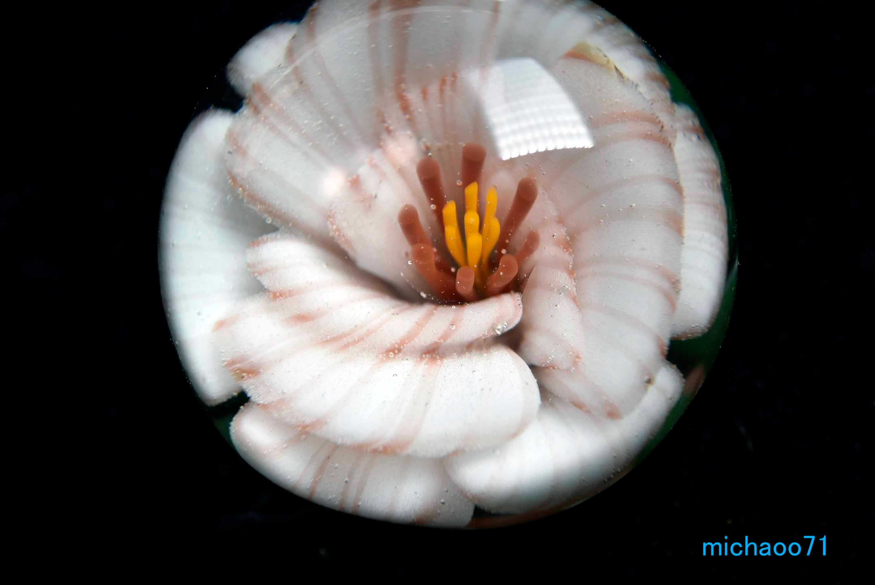 フラワー ガラスのペンダントトップ 12141-P21 GLASS FLOWER 透き通っ