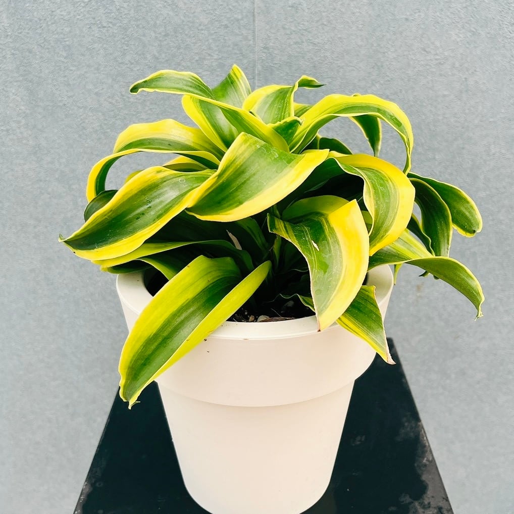 現品］【希少】80番 ドラセナ トルネード 斑入り 5号 観葉植物 室内