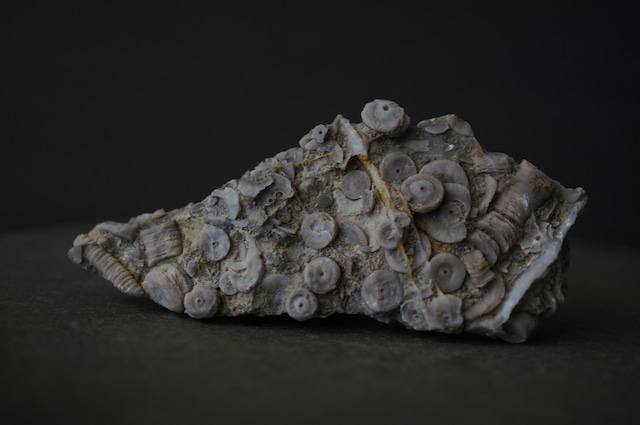雲南省産ウミユリ化石 Crinoid Fossil 1959