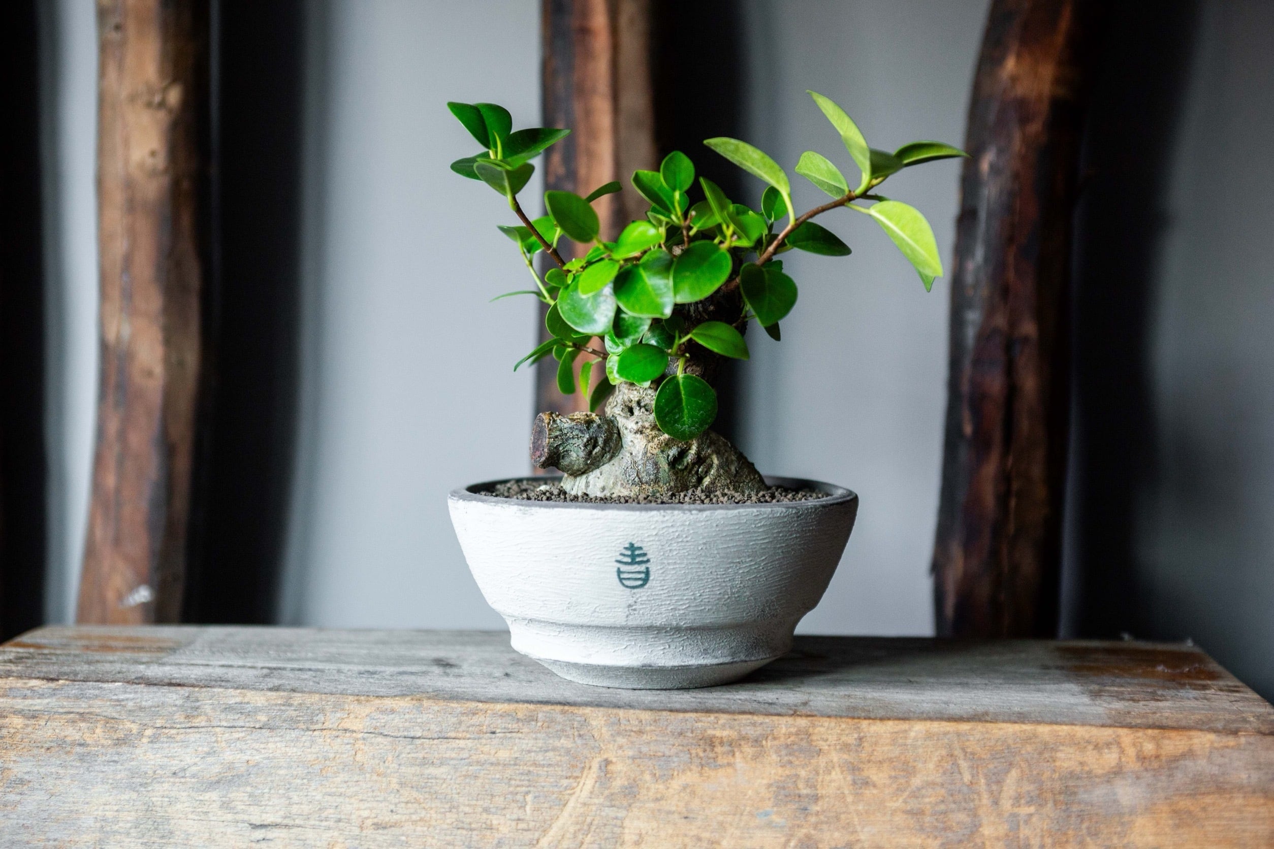 新着】Ficus microcarpa × 阿萬 特注グラフィティ鉢【ガジュマル盆栽