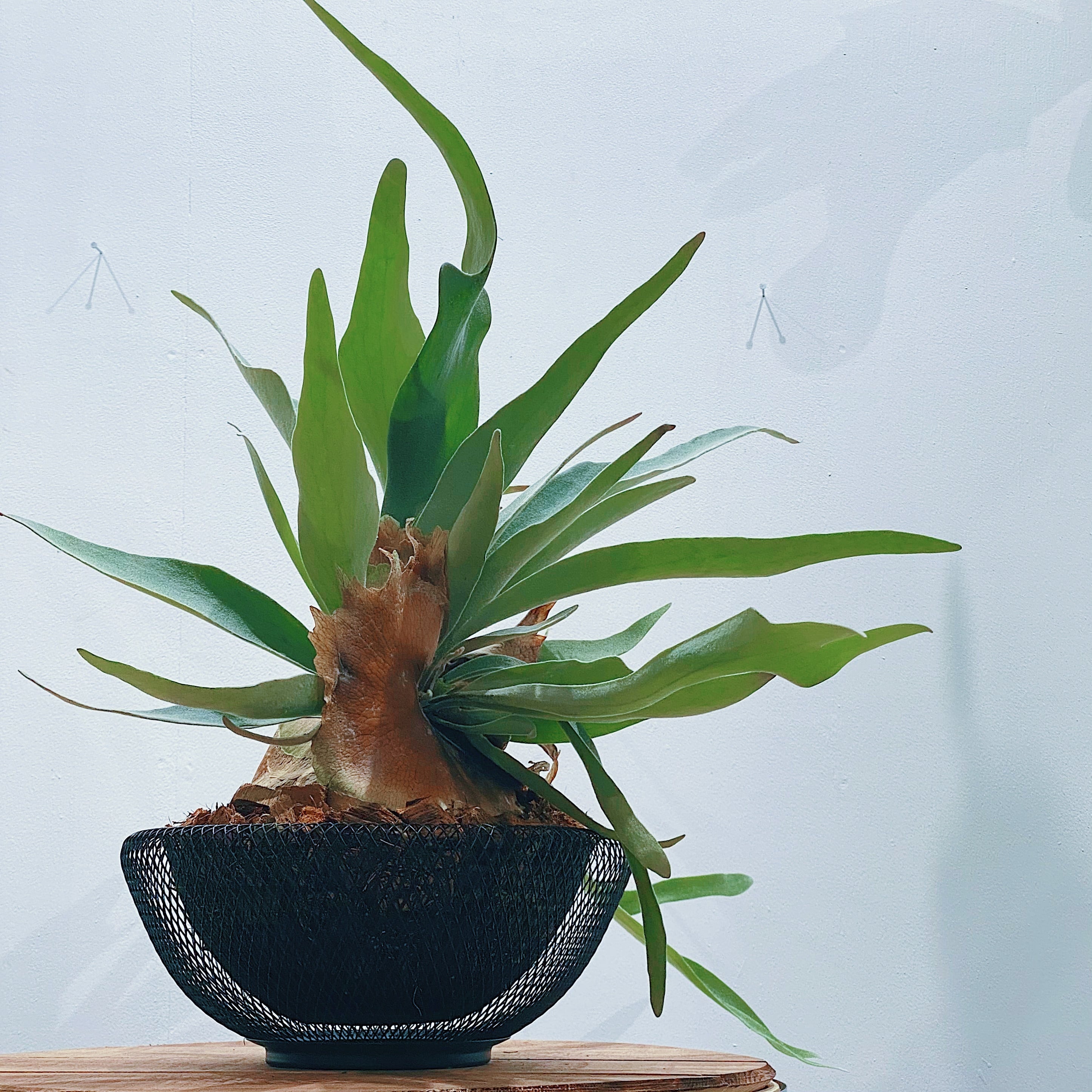 ビカクシダ・ビーチー Platycerium veitchii | STAND BY GREEN 