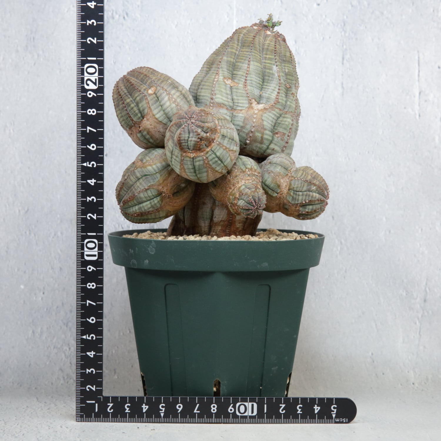 メス株【超厳選株】異型 超大株 最大幅約13.8cm 仔吹き 捻じれ