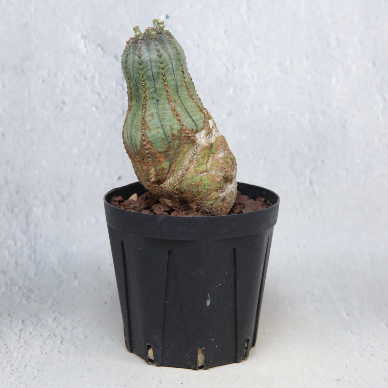 オス株 異型 捻じれ モンスト マイクロオベサ / ユーフォルビア