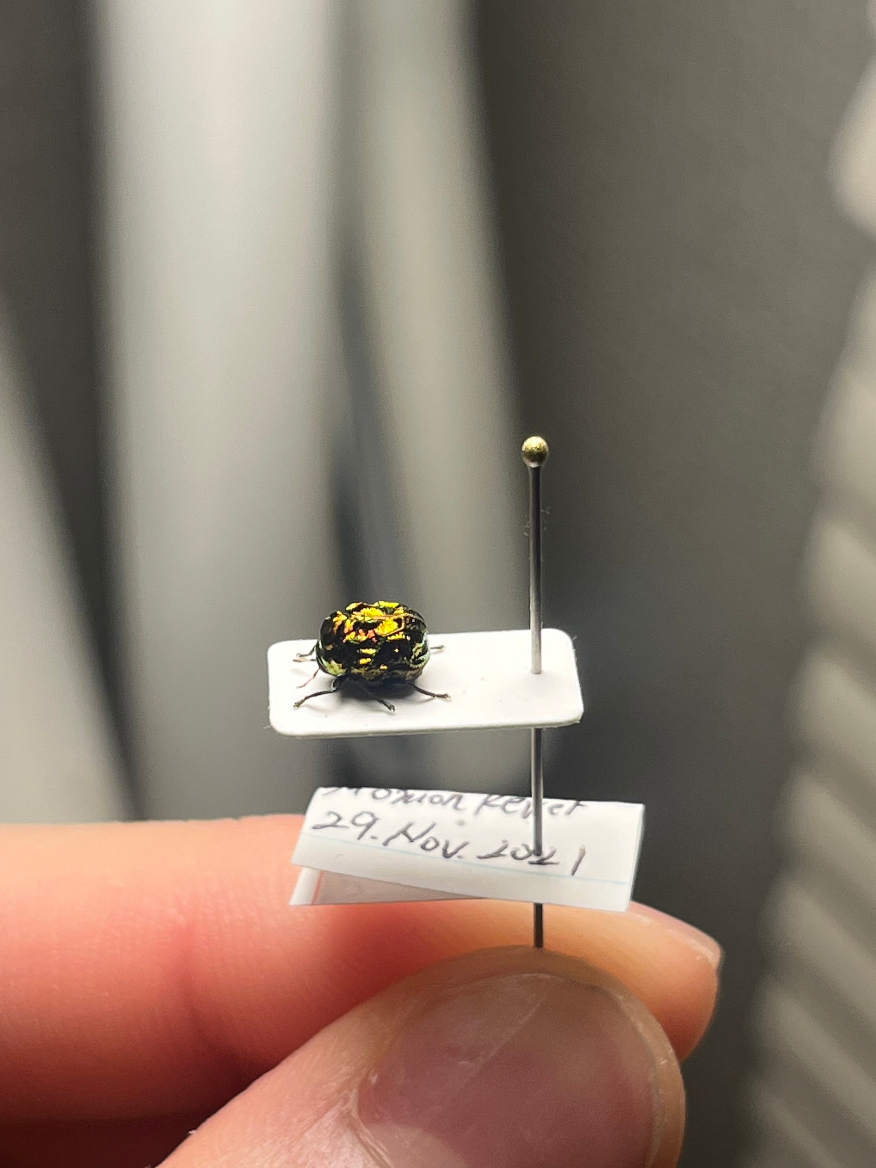 4mm】アカガネオオコブハムシ 赤銅色 コメツキムシ昆虫標本甲虫