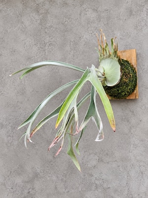 P.Lunar Tide 【artPLANTs/PLANTS GARAGE 】ビカクシダ#Platycerium