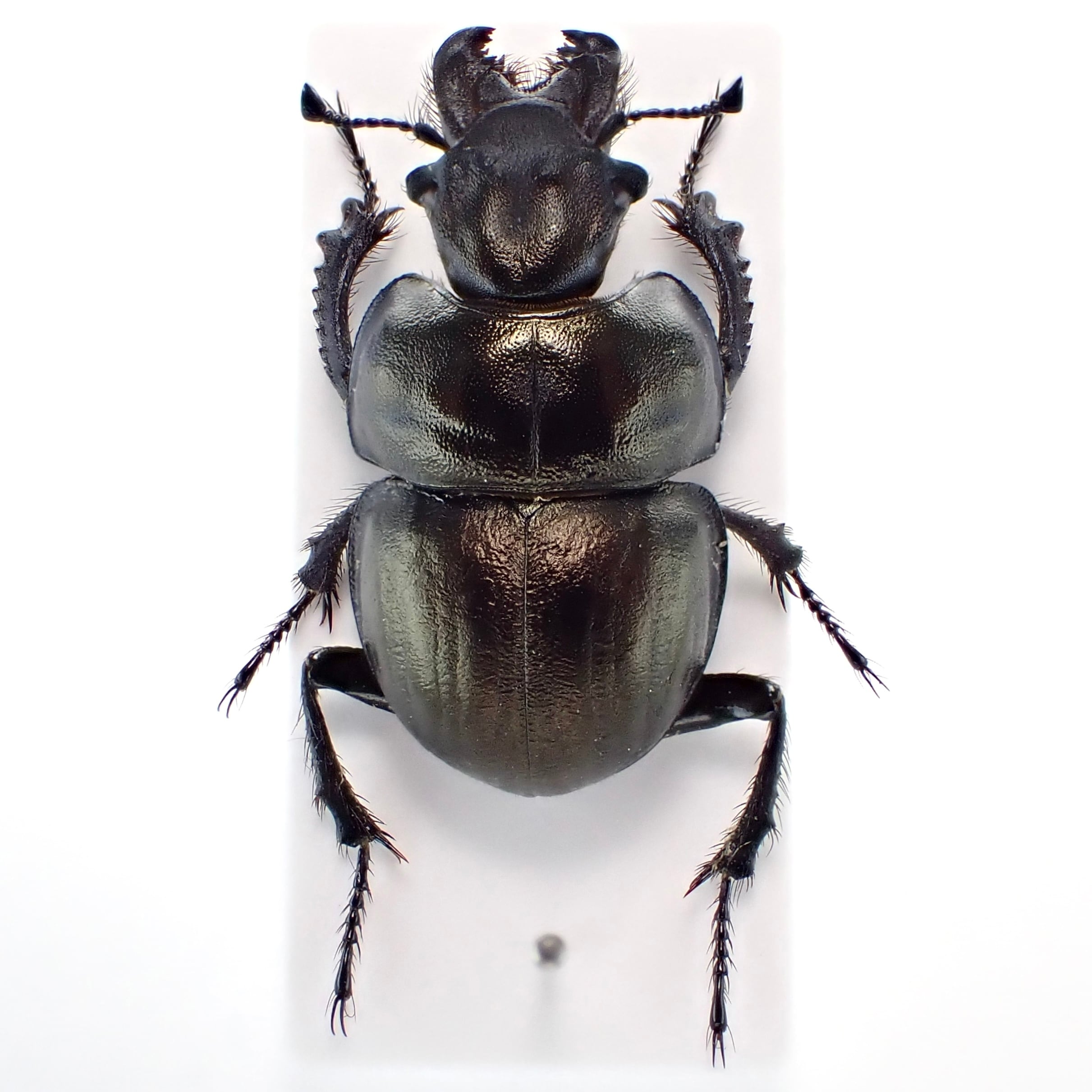キルギスタン産 Lethrus tchatkalensis ♂♀ 24mm/21 | Pay ID