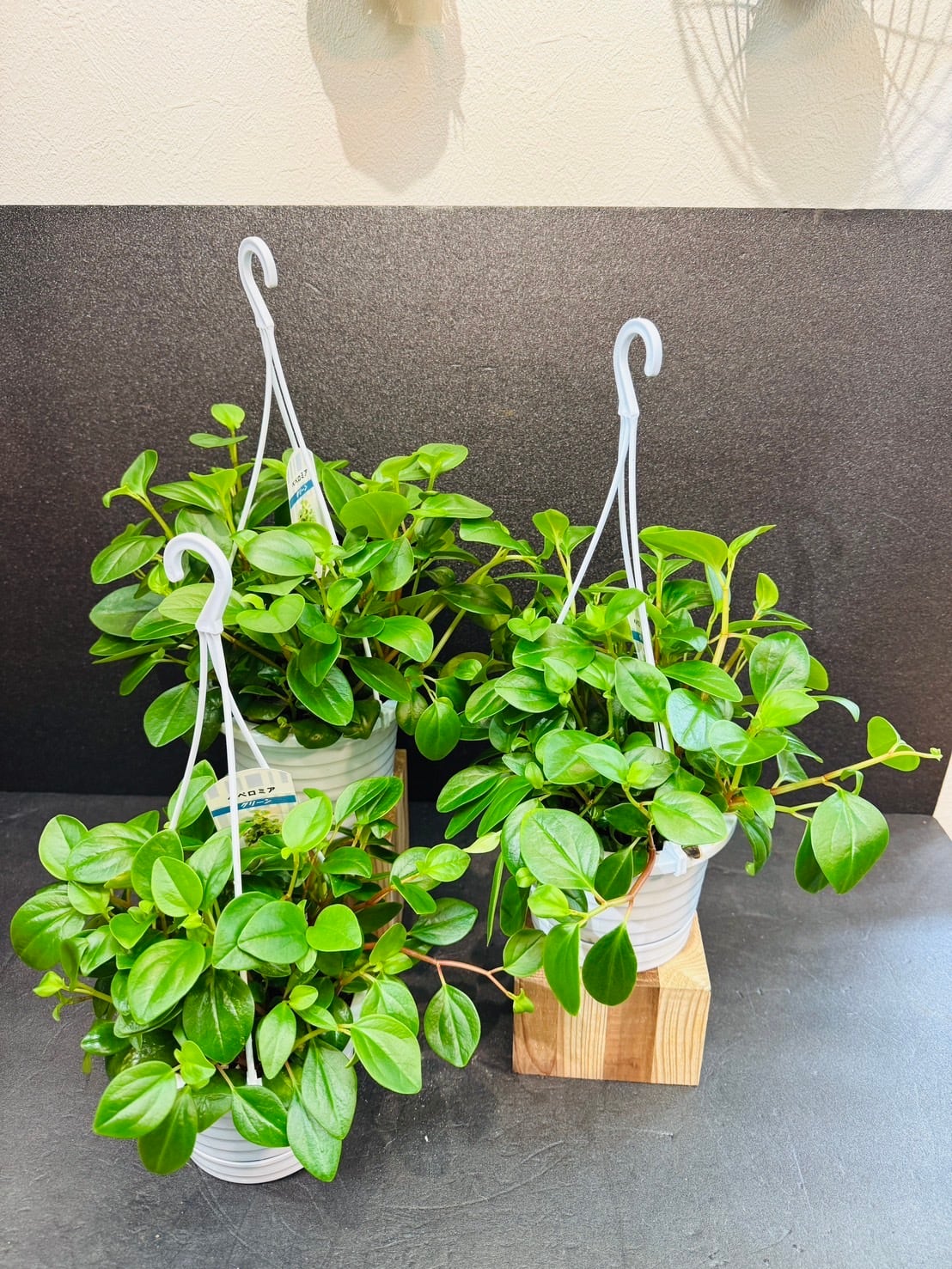 現品］【珍しい】96番 ブコニア レクルバータ バリエガータ 7号 観葉