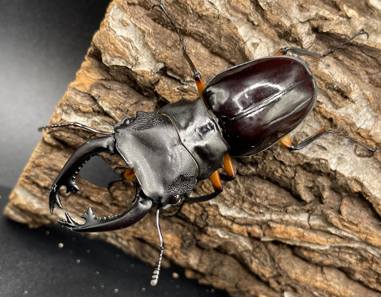 【WD】大型大歯《インペリアリスツヤクワガタ 68mmUP ペア》