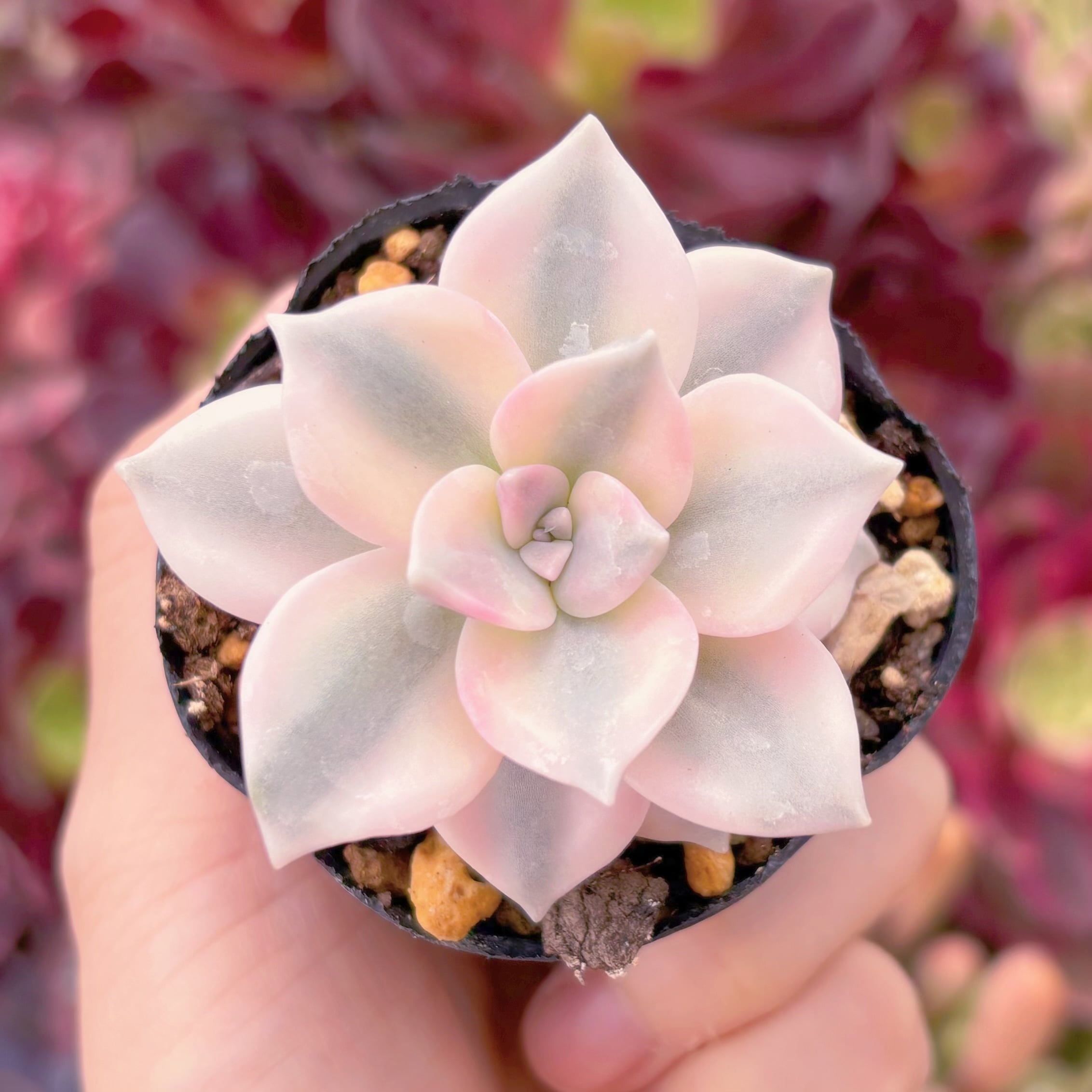 現物　パープルディライト錦#A32　るる農園