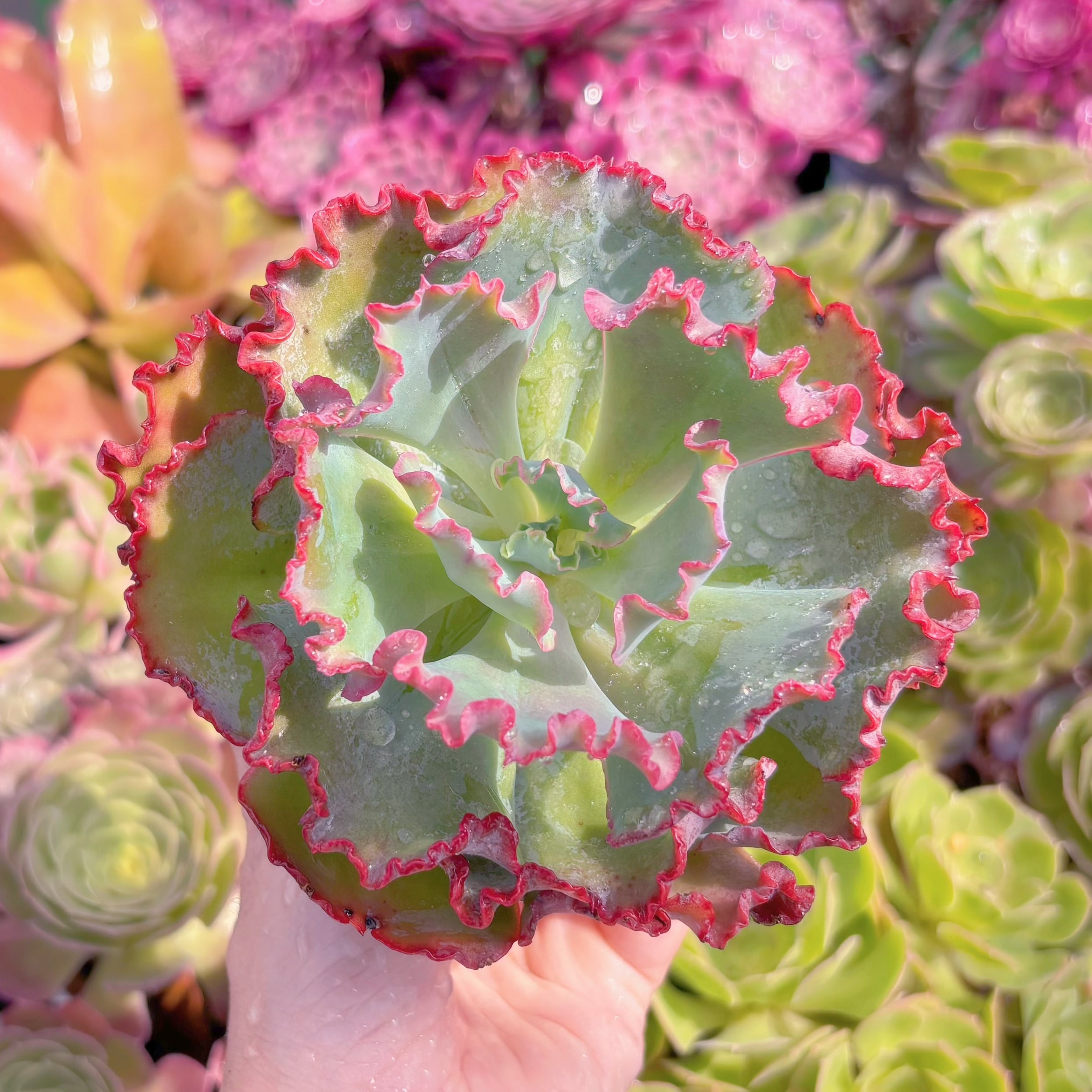 現品　女王の花笠#G028　大苗　るる農園