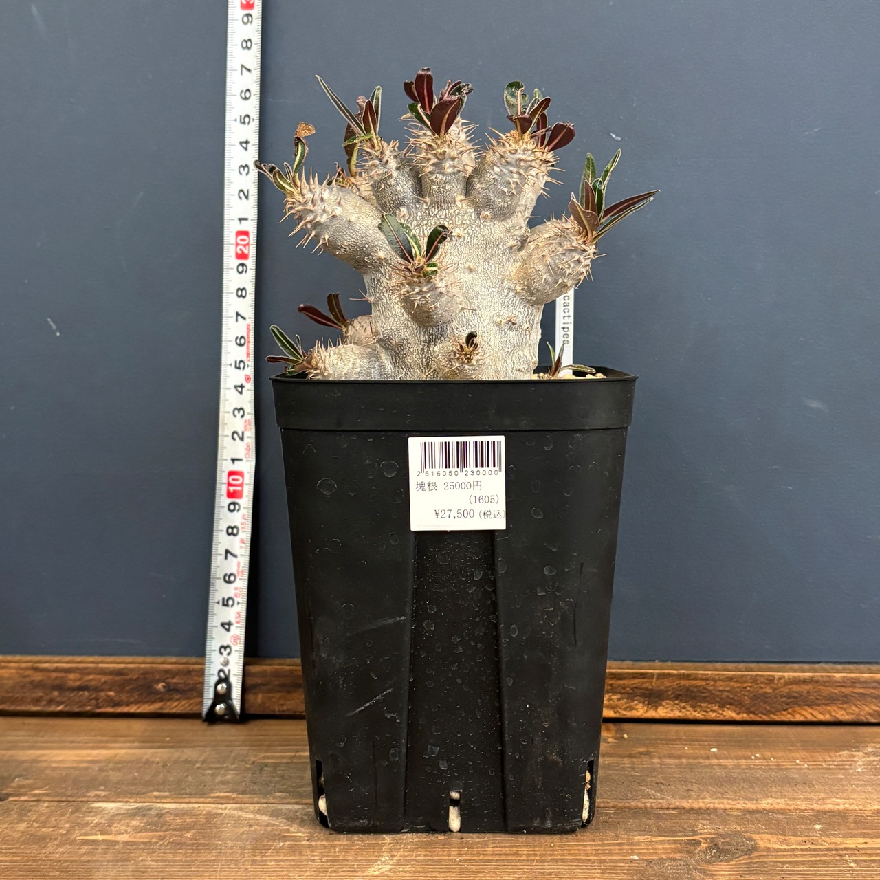 パキポディウム カクチペス【841】