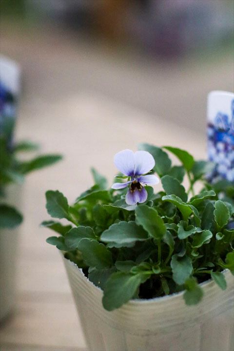 神戸べっぴんさん】ブルージャスミン2ポット | オニ通