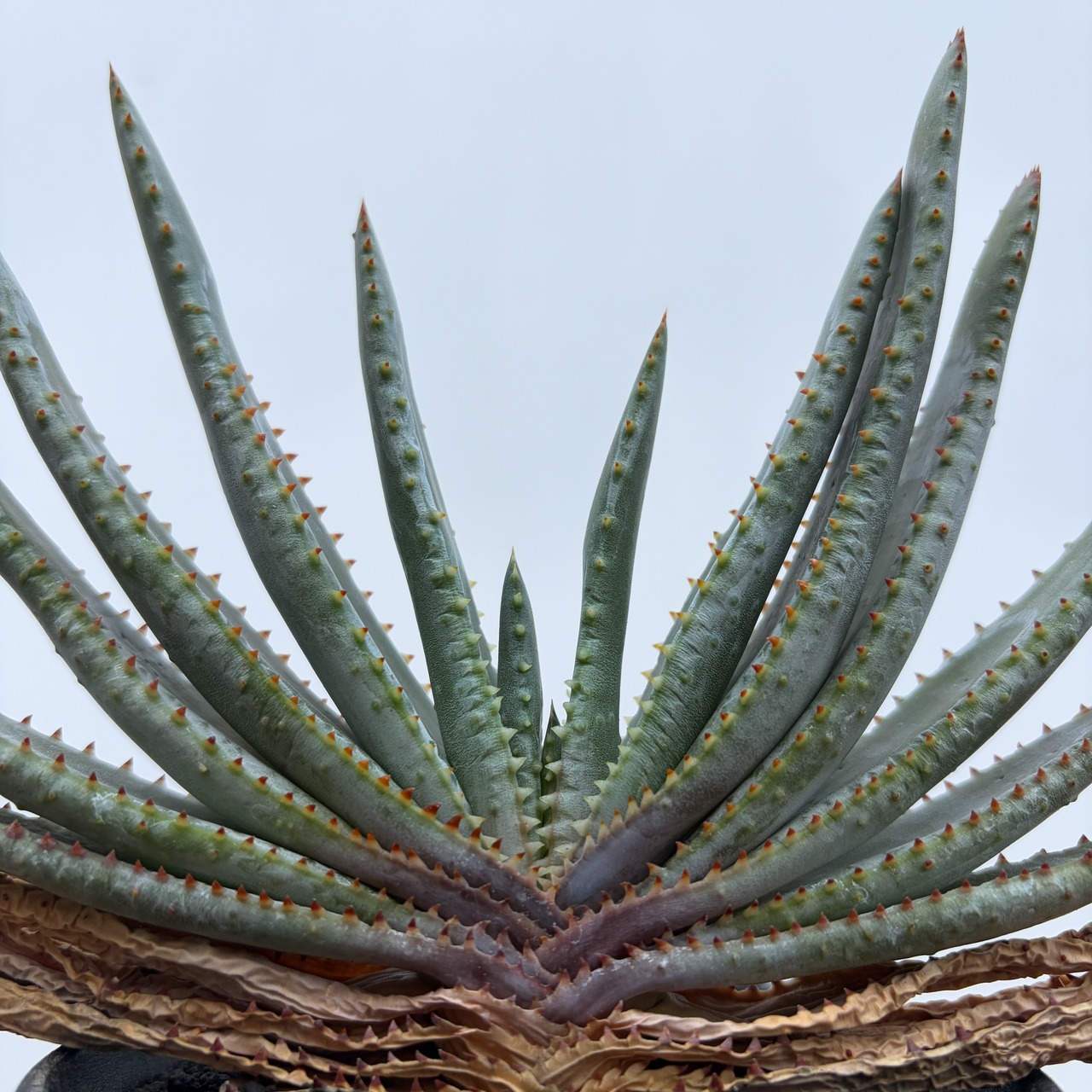 Aloe compressa【アロエ・コンプレッサ】