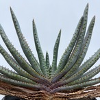 Aloe compressa【アロエ・コンプレッサ】