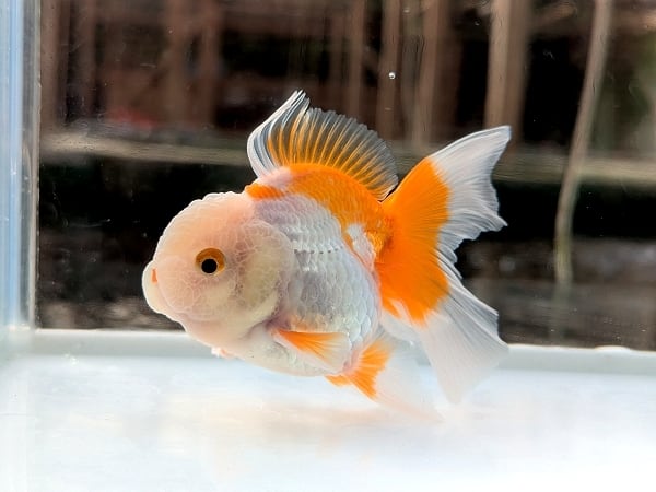 ☆らん弐ちゃんファーム☆│688│ くまモンローズ 当歳 約6cm 3