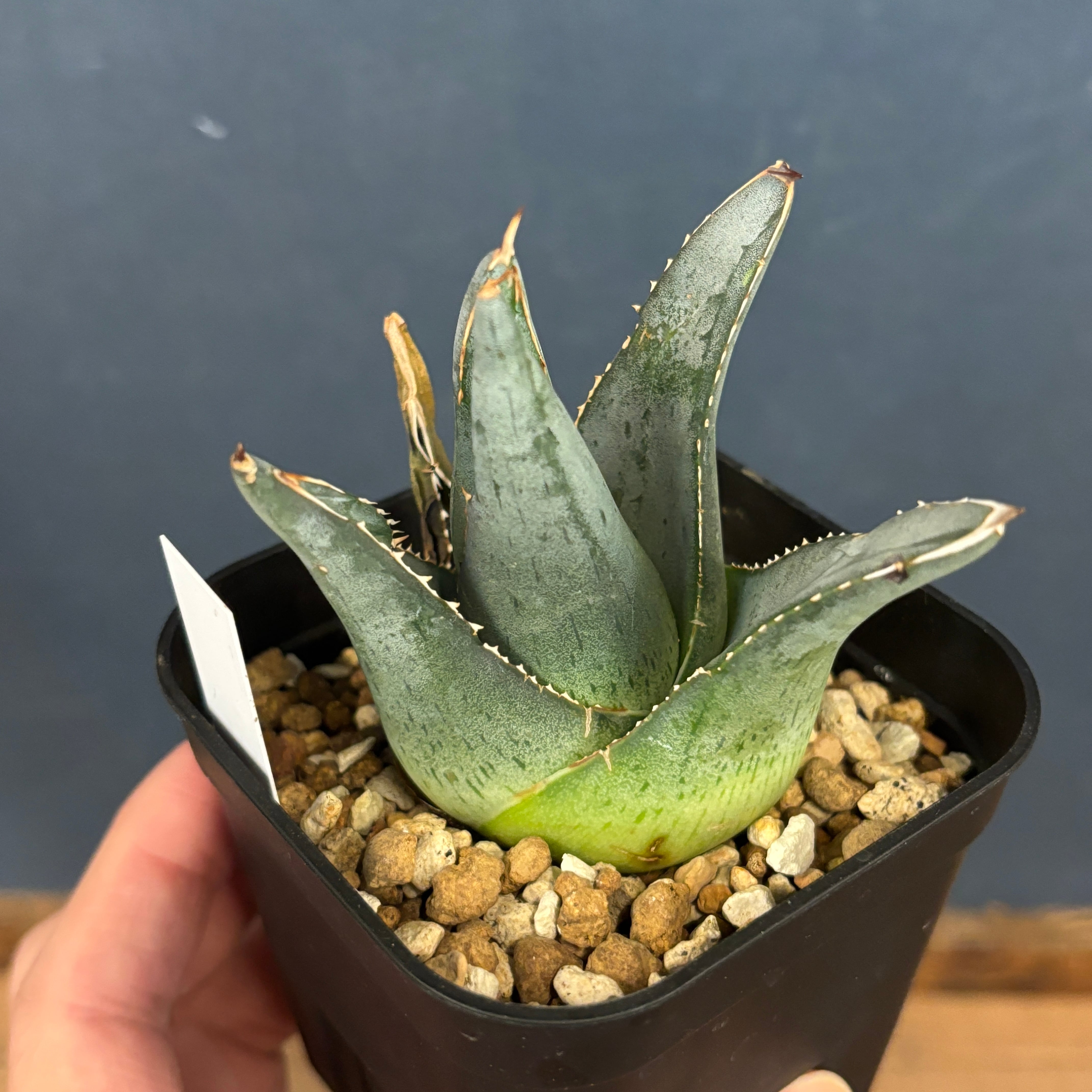 アガベ プミラ【58】 | PROTOLEAF プロトリーフ