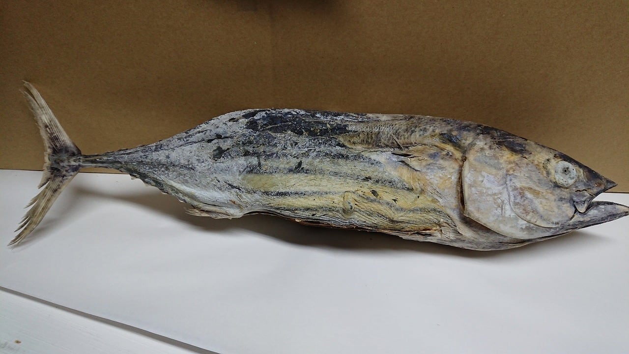 しおかつお（正月魚）ー1尾物 箱入り品 厳選一本釣りカツオ 数量限定品