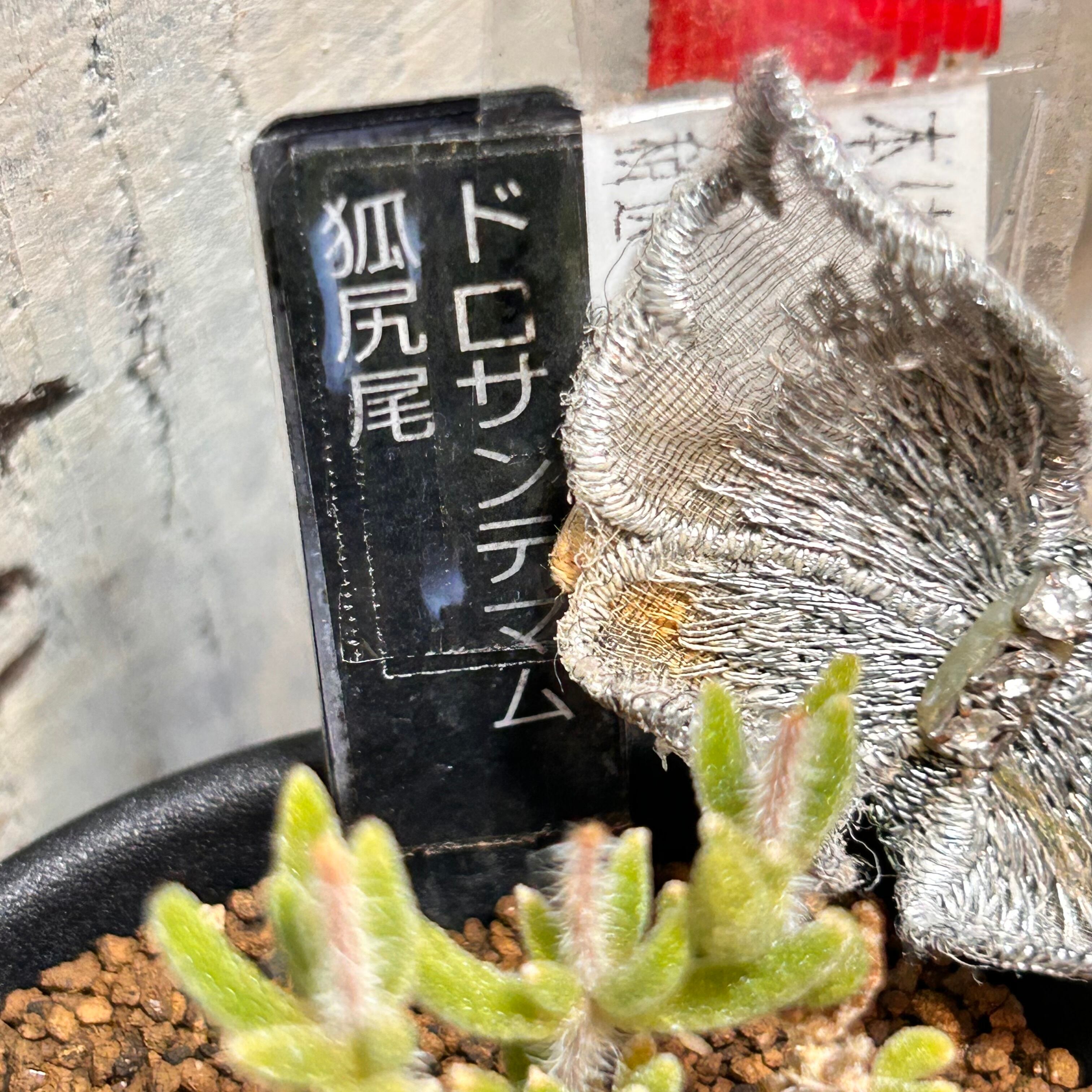 T) 狐尻尾 ドロサンテマム(黒タグ | RuPo 多肉植物専門店