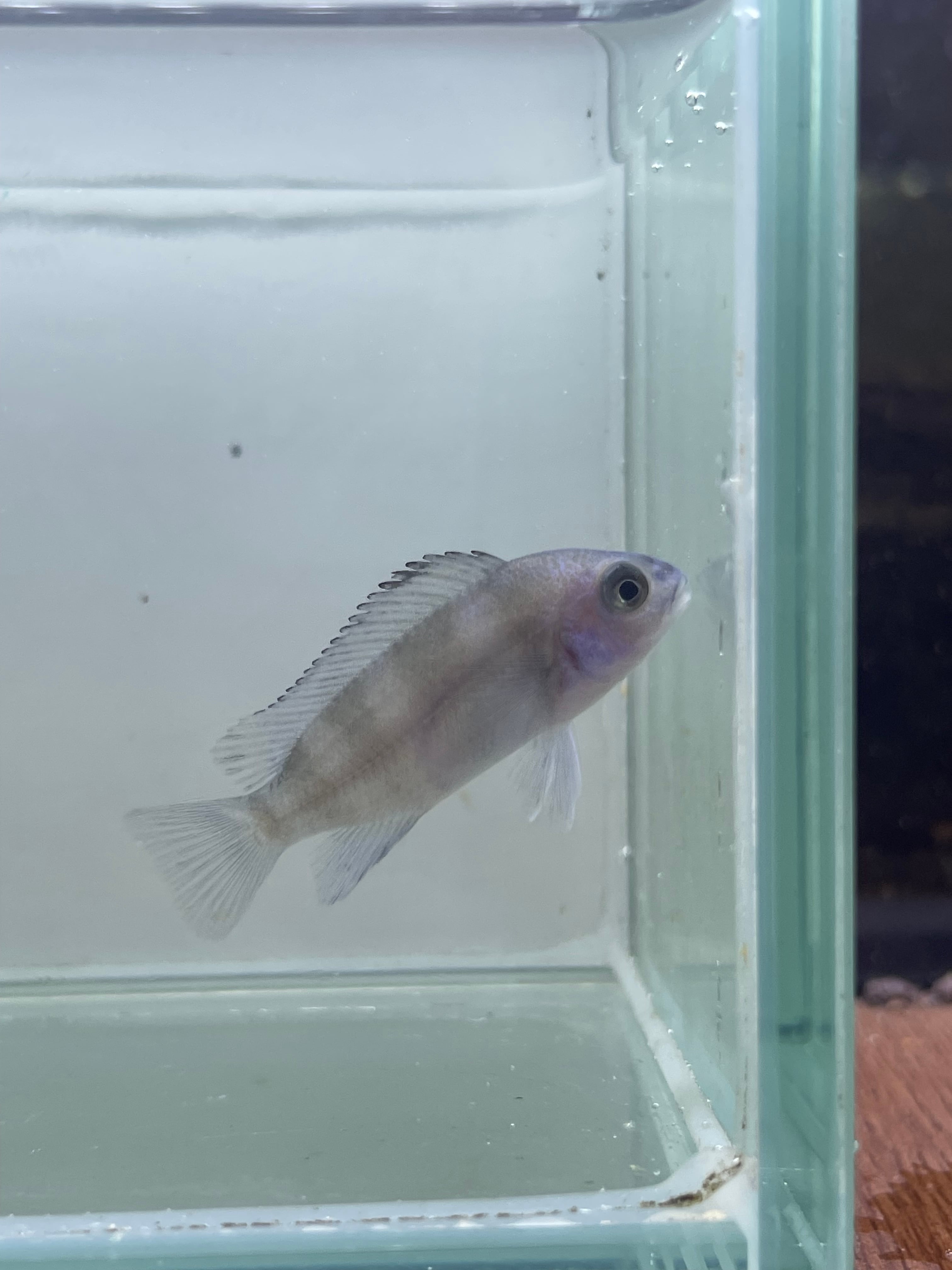 アフリカンシクリッド  フロントーサ　ムピンブエ　ワイルド　±20㎝　#アフリカンシクリッド　水槽 雷魚図鑑