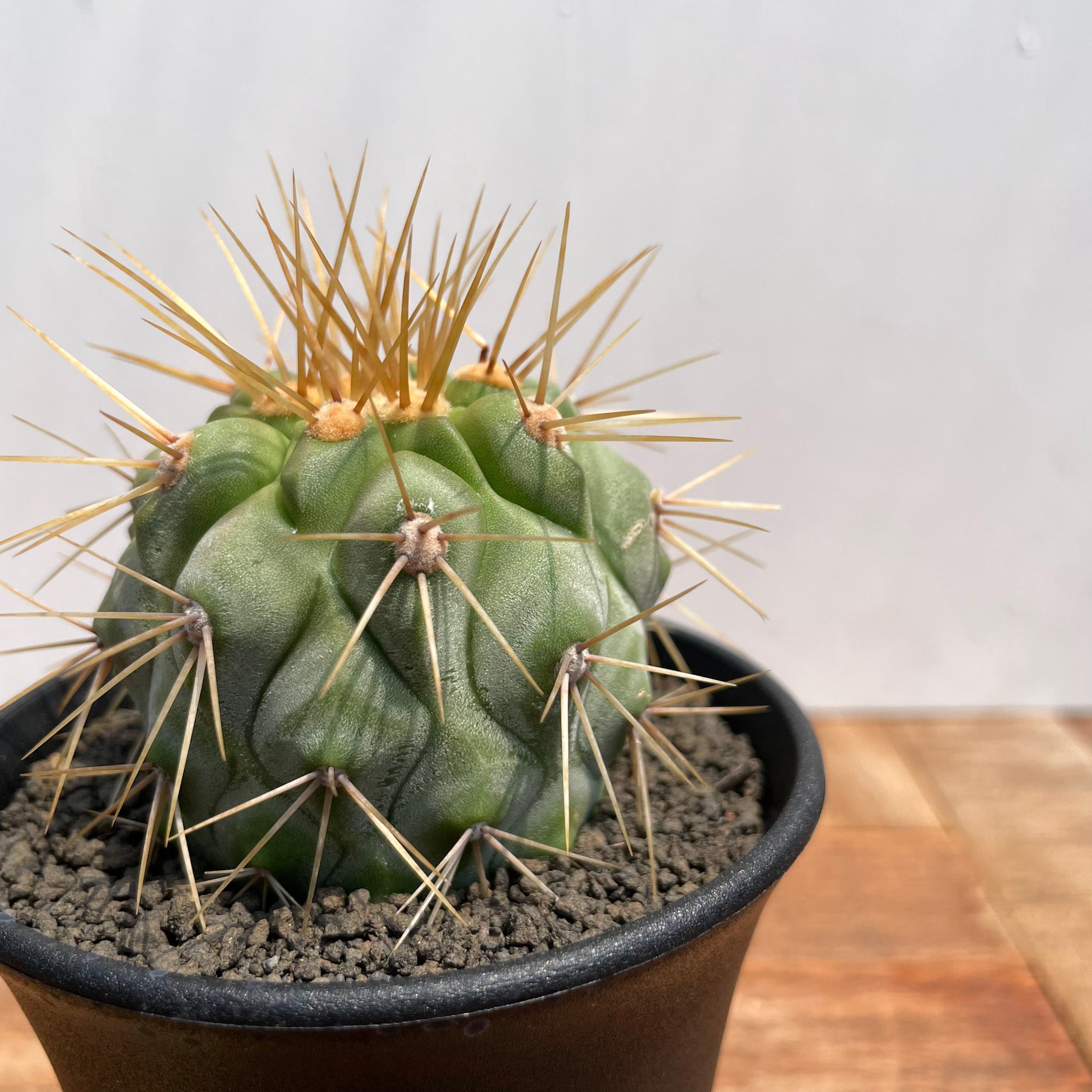 Copiapoa gigantea【コピアポア・ギガンティア・実生】 | RIMO'S GREEN