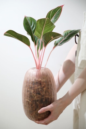 【M】【希少】アグラオネマ モンコンファイ ※【土不使用】グラスポット付き